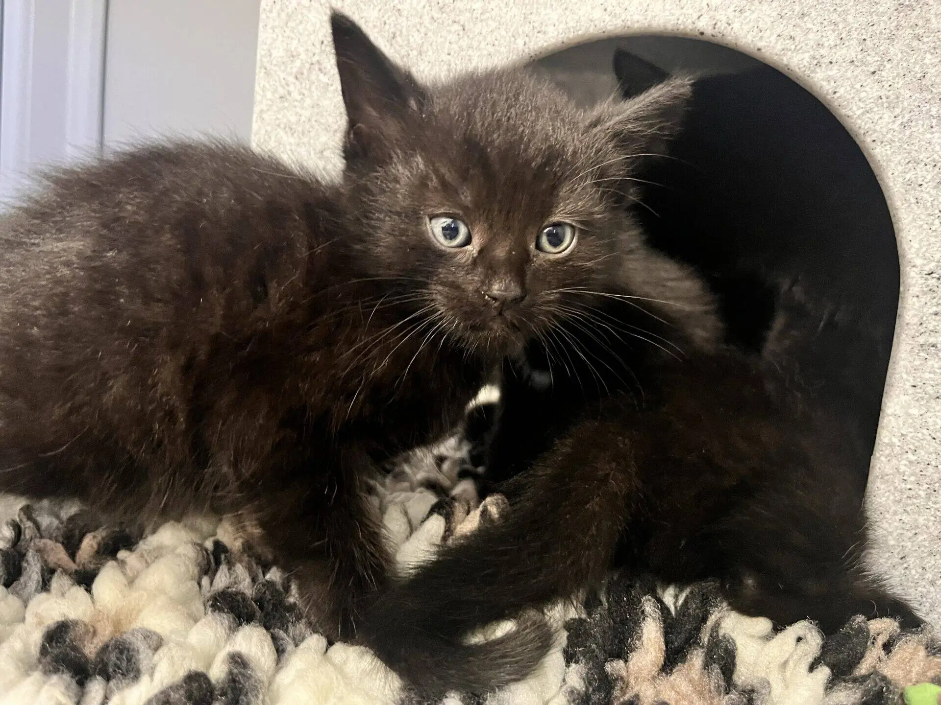 A small black kitten looking at the camera, sitting in front of a cat cave on a textured mat.