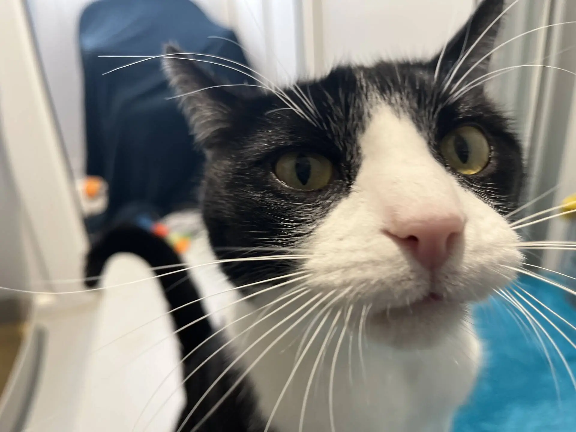 A close-up of a black and white tuxedo cat looking directly at the camera.