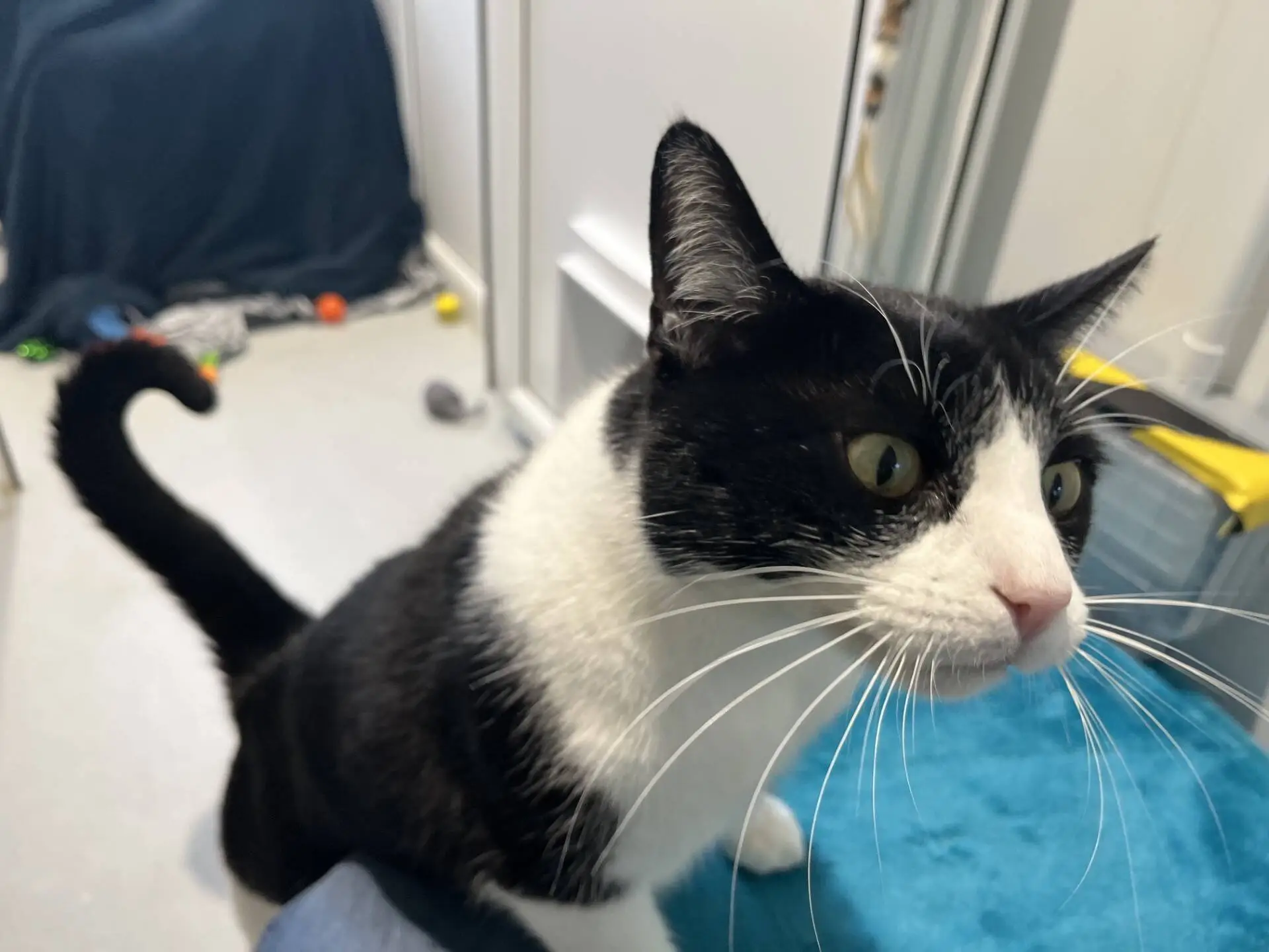 A black and white cat with a curled tail standing on a blue surface.