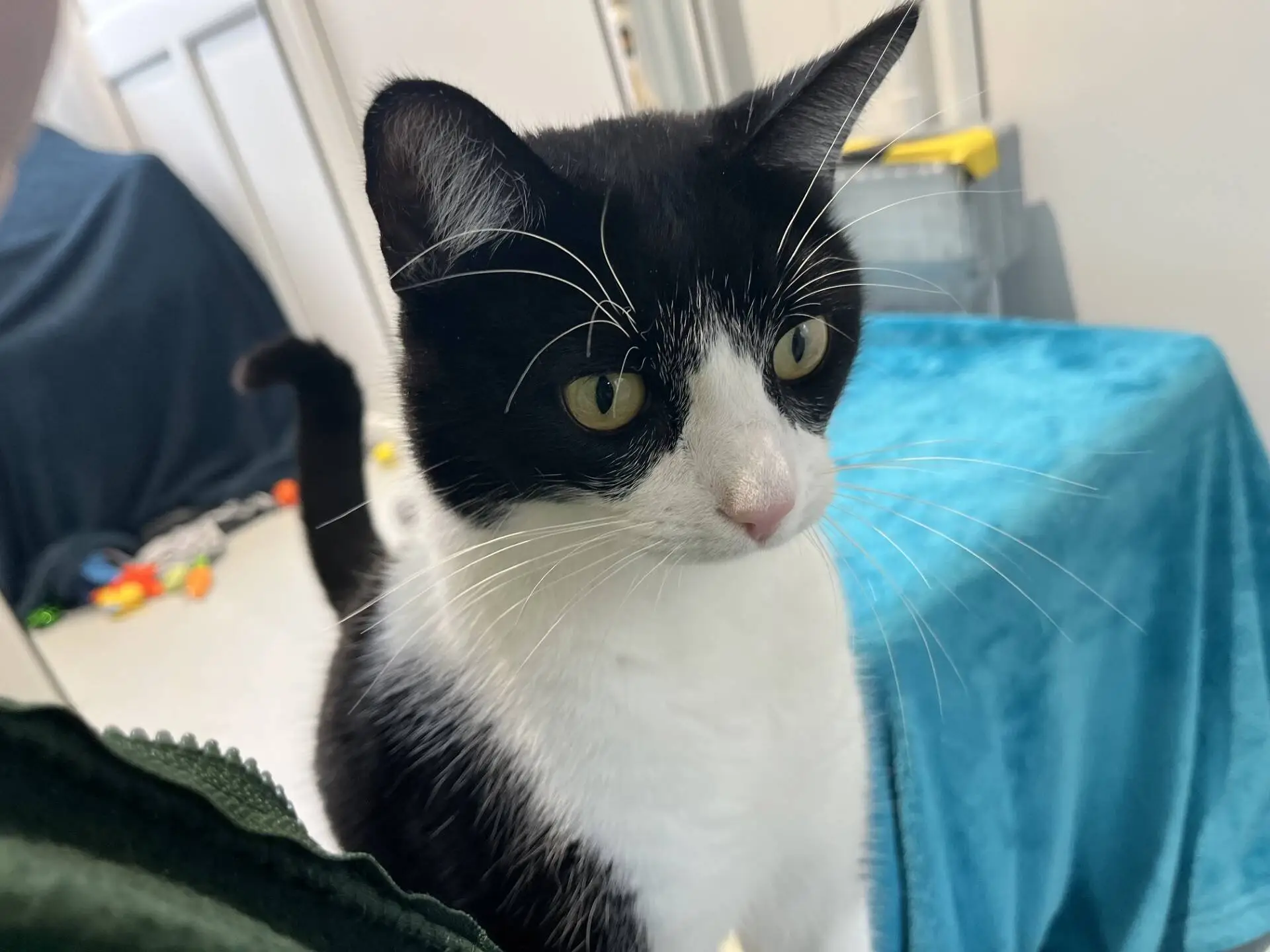 A black and white cat looking to the side.