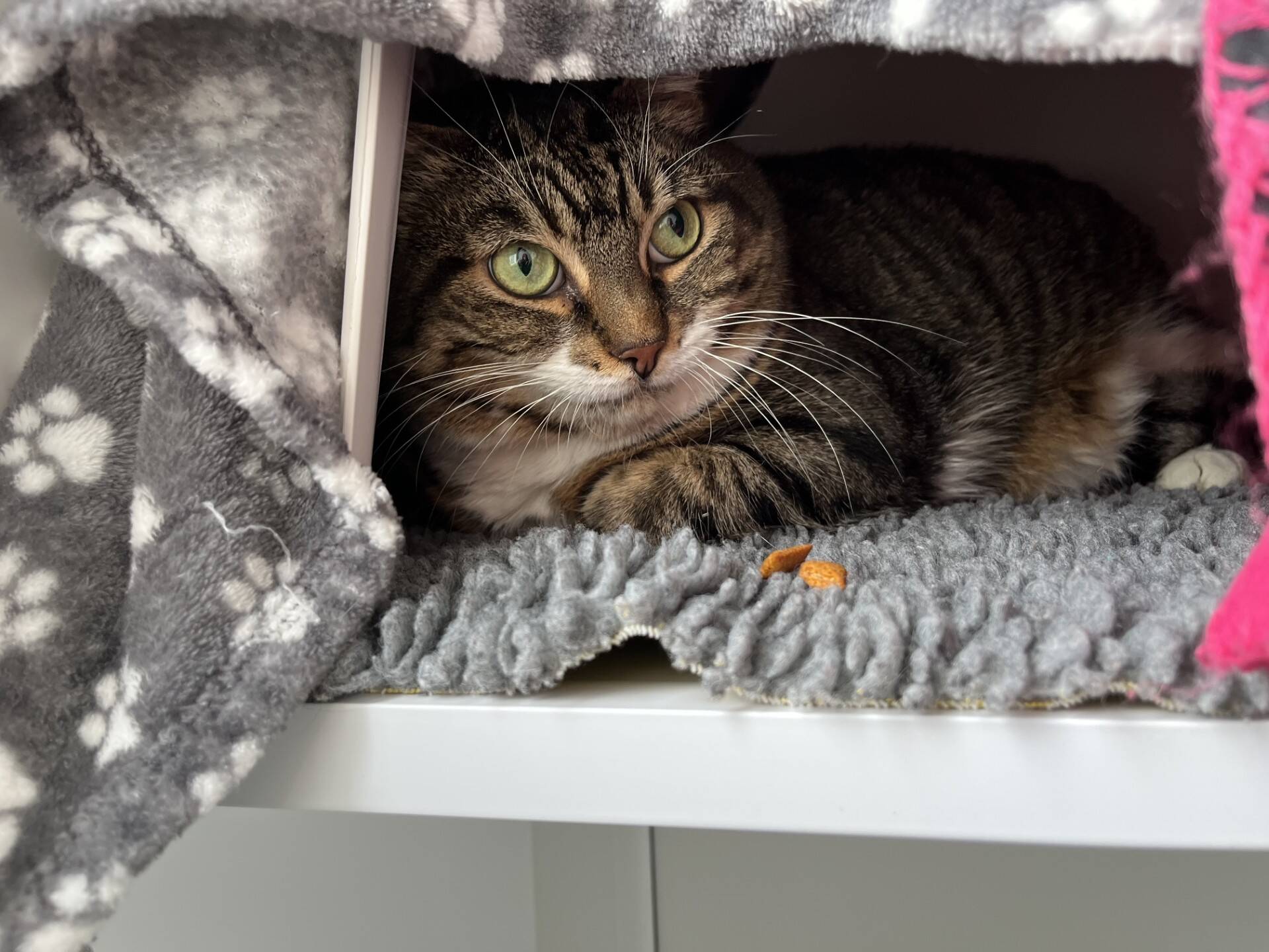 A tabby cat with green eyes lies on a grey paw-print blanket inside a cosy cubby. The cat looks alert, with a couple of dry cat food pieces nearby.