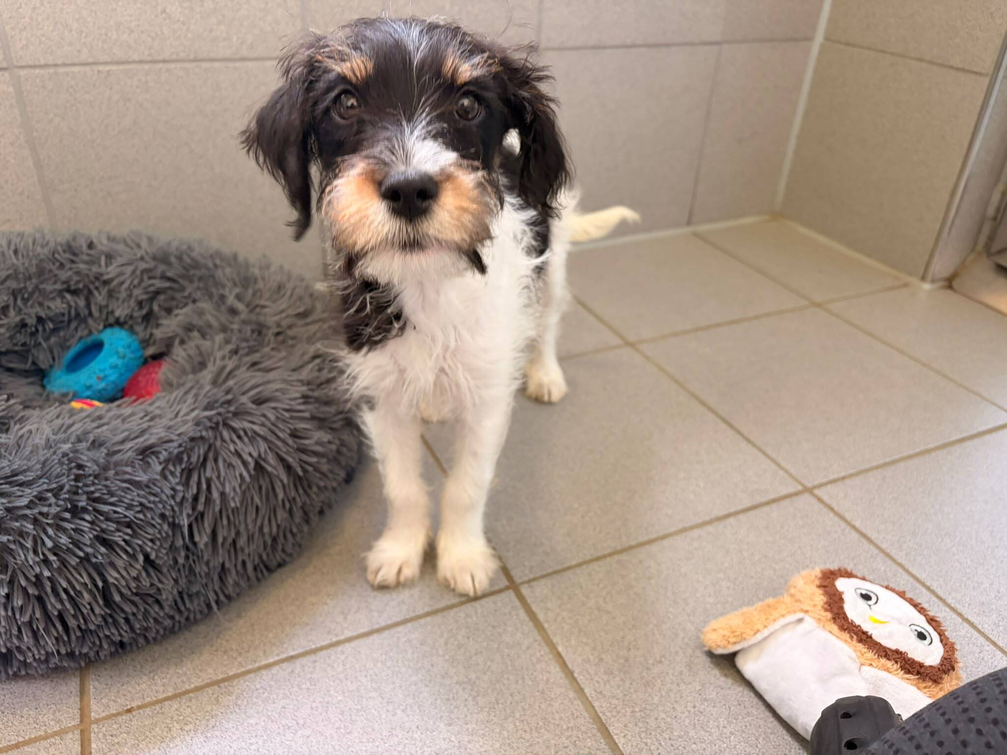 A small, black and white wire-haired puppy standing on a tiled floor next to a fluffy bed and an owl-shaped toy.