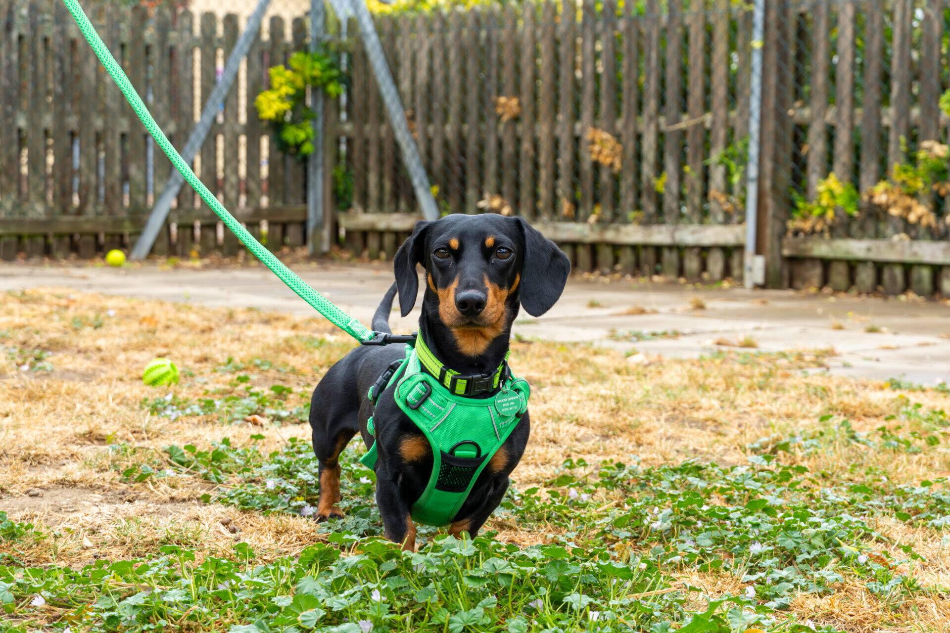 A black and tan dachshund wearing a green harness and lead stands on a dry, grassy lawn.