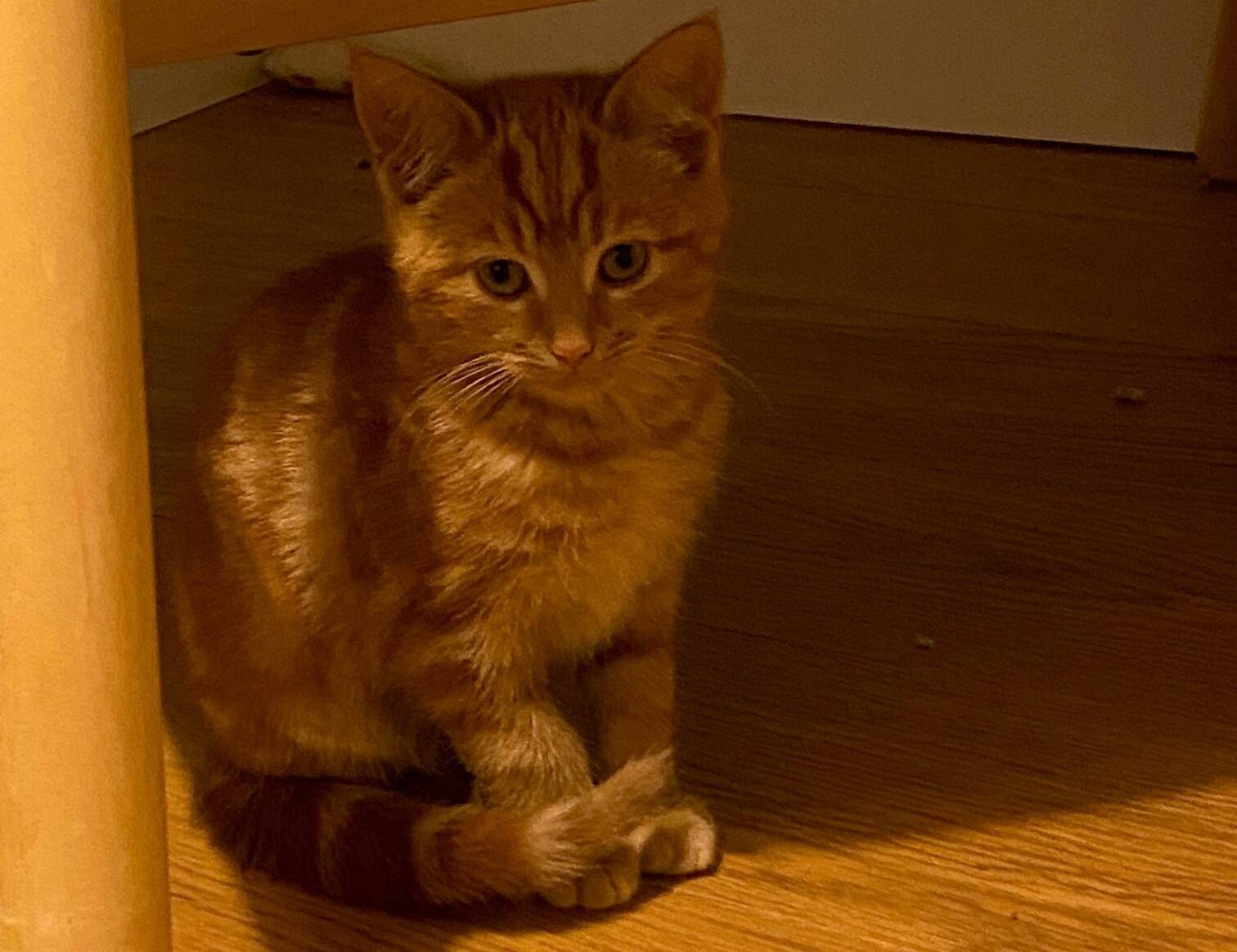 An orange tabby kitten sits on a wooden floor.