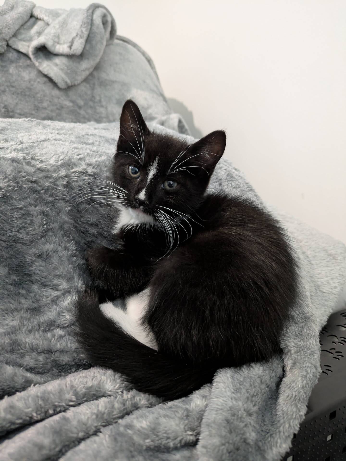 A black and white kitten sitting on a grey blanket.