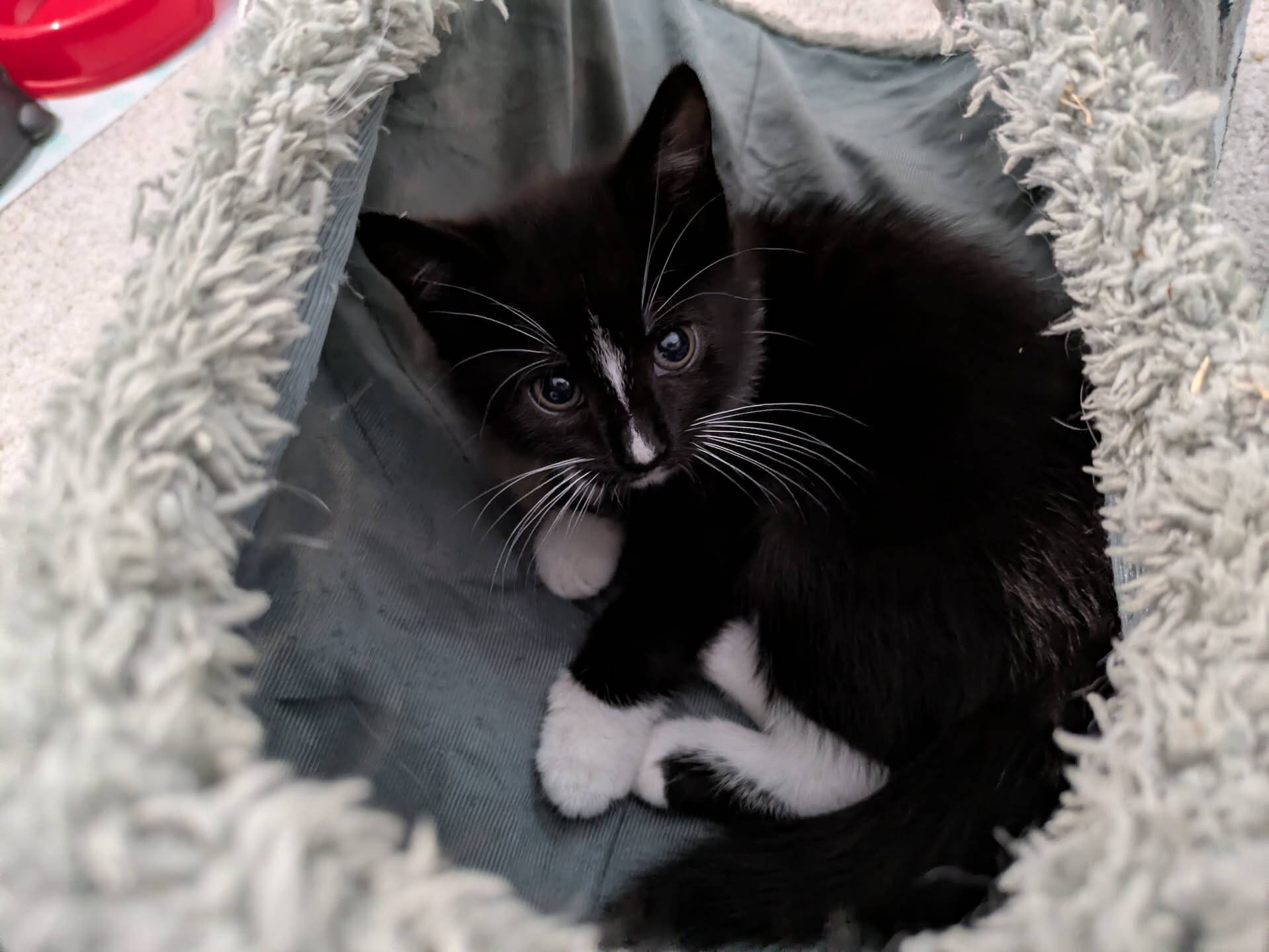 A black and white kitten with a white blaze on its nose rests inside a soft, grey pet bed.
