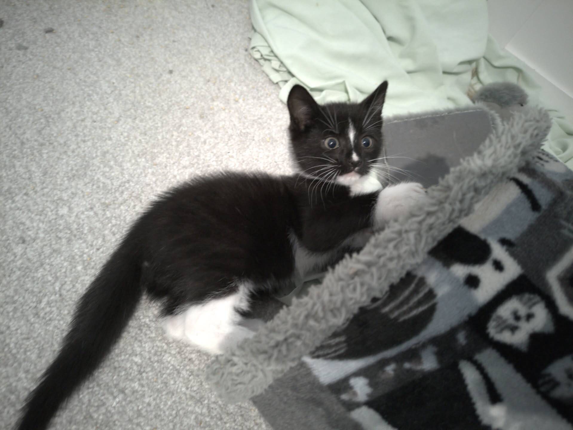 A black and white kitten looking up with wide eyes whilst resting its paw on the edge of a cat bed.