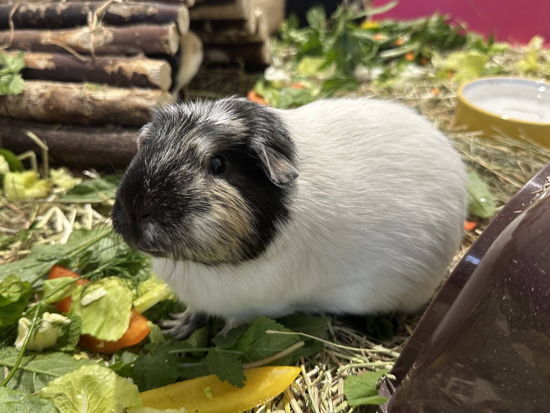 A black and white guinea pig sitting among fresh vegetables and hay.
