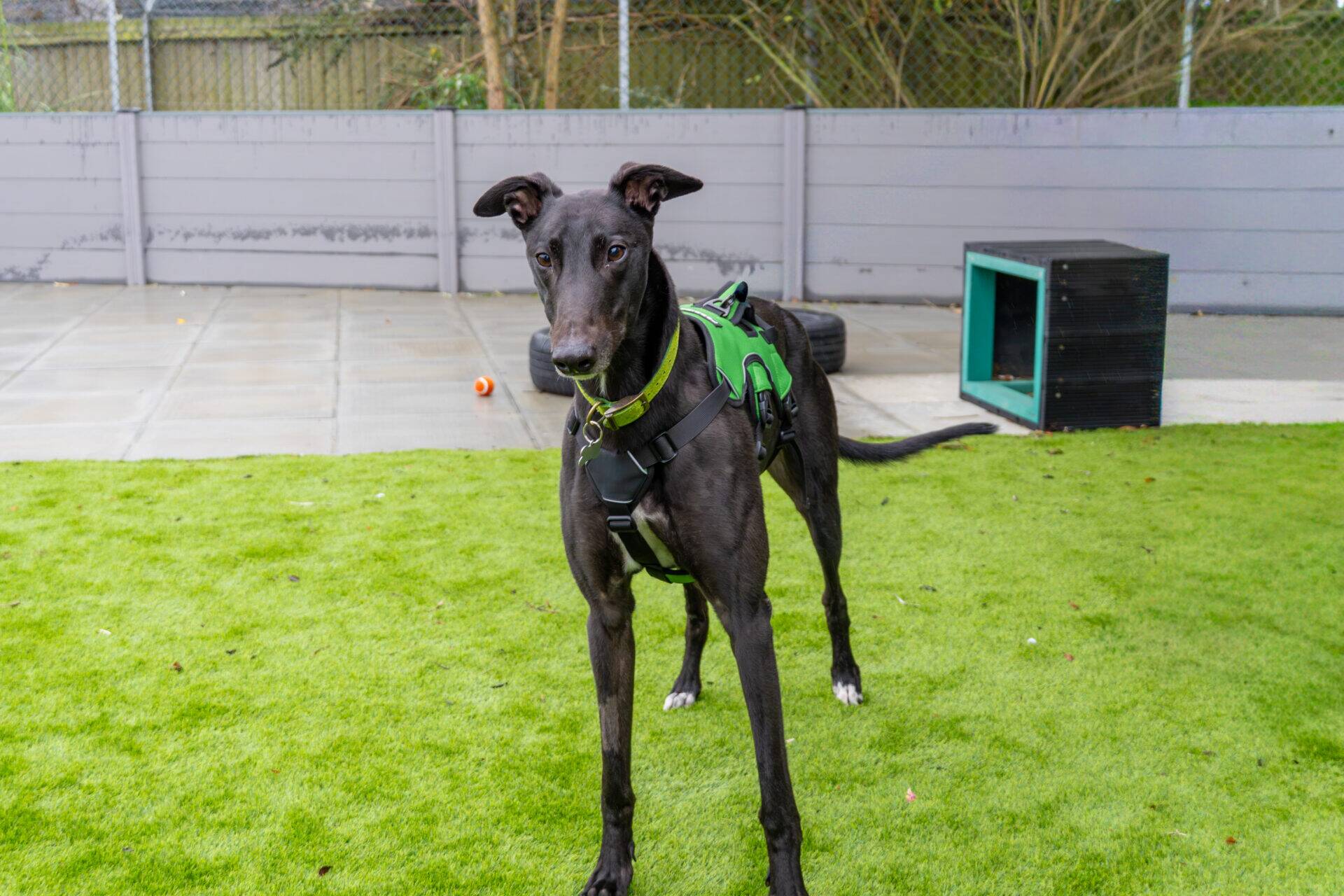 A black greyhound wearing a green harness and collar stands on a lawn.