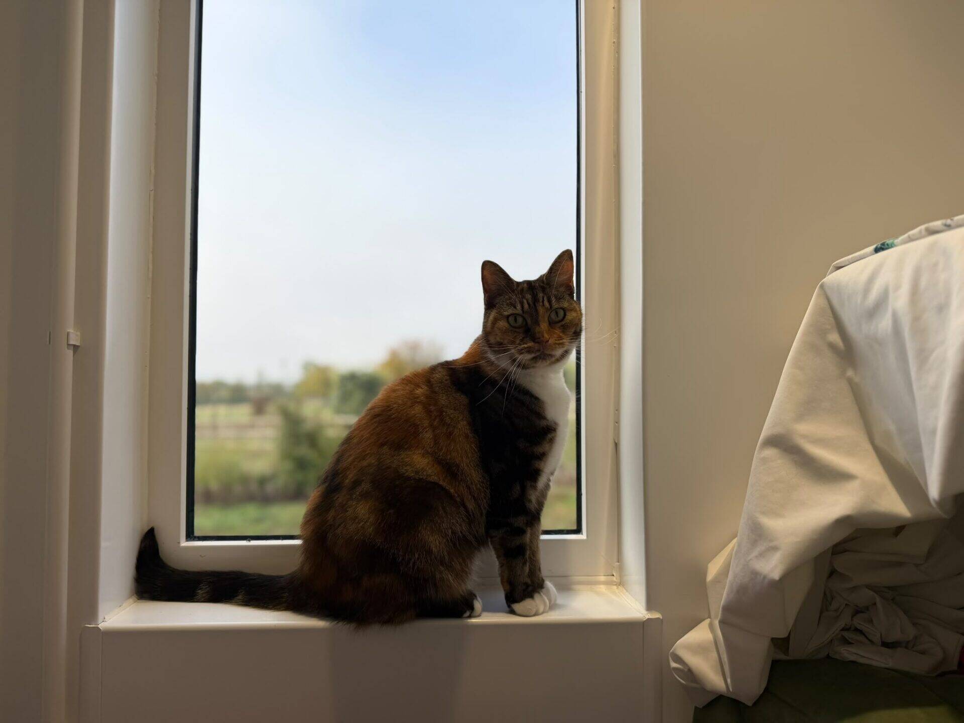 A tortoiseshell-and-white cat sitting on a windowsill, looking towards the camera.