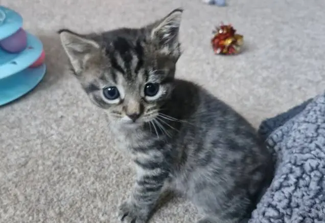 A small grey tabby kitten sitting on a carpeted floor.