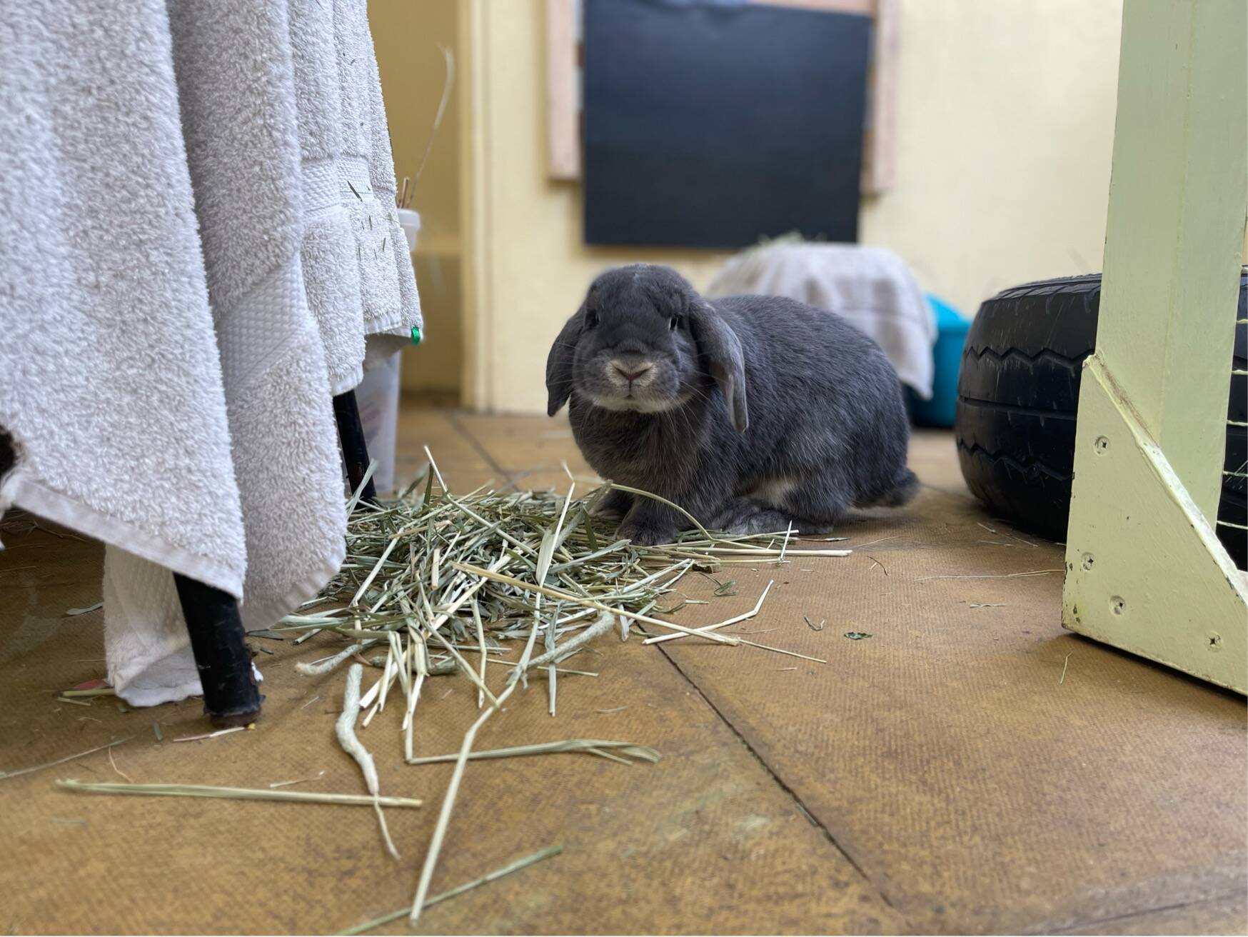 Lop Eared Rabbit Breed Severus | Dwarf Lop Rabbit | Male | 1 year and 5 months | Woodgreen ...