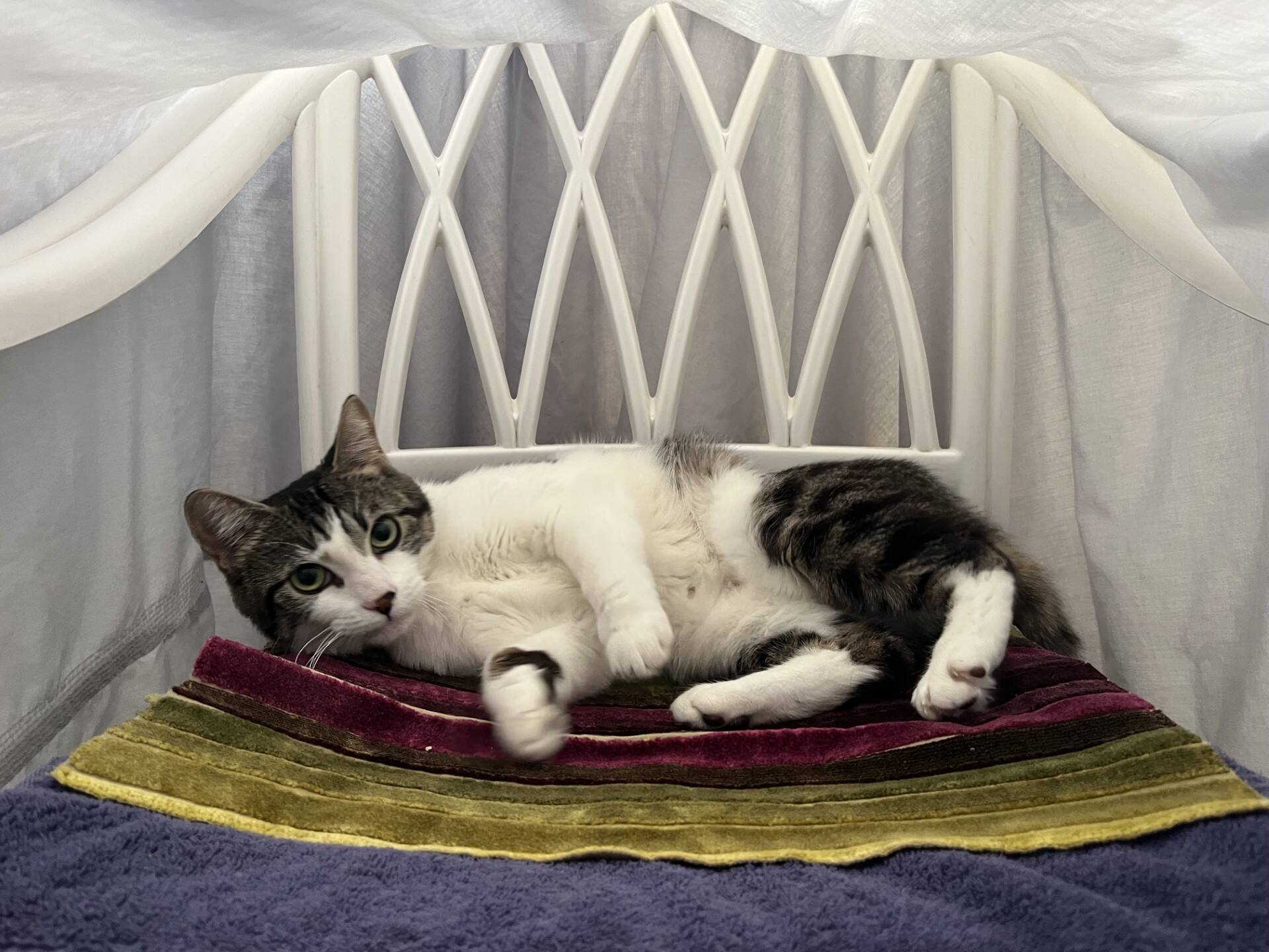 A tabby and white cat lying on a striped cushion inside a makeshift sheet den.