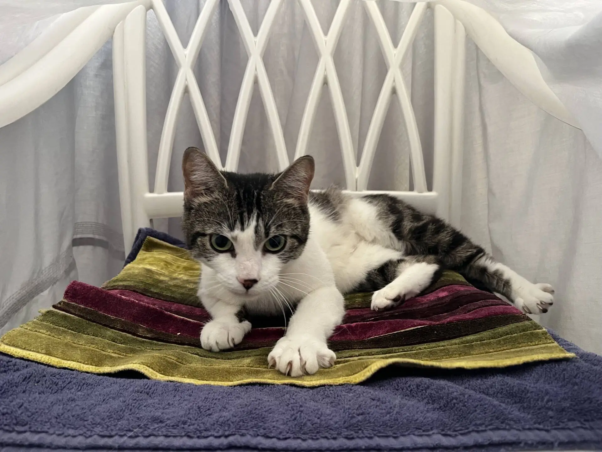 A grey and white tabby cat lying on a striped cushion on a white chair.