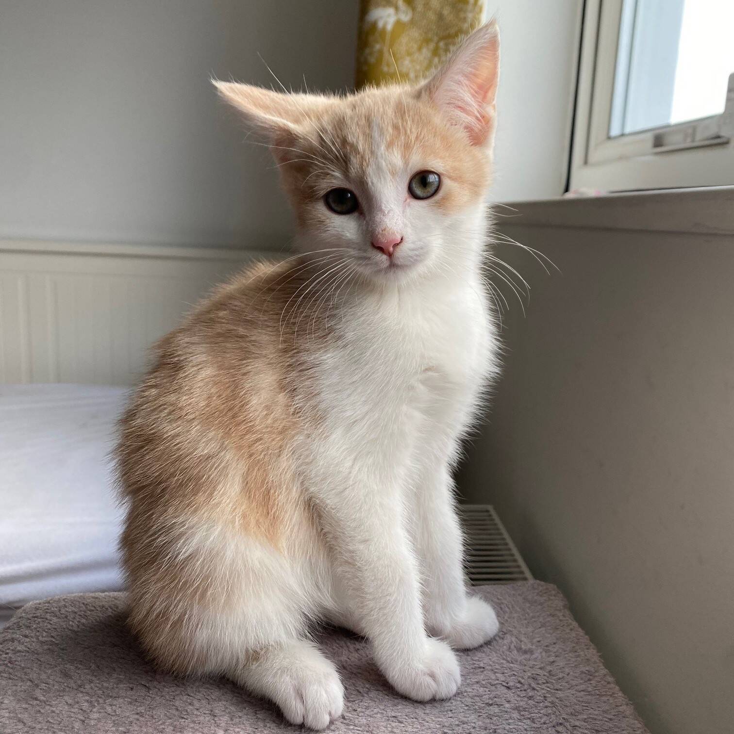 A cream and white kitten sitting on a soft surface by a window.