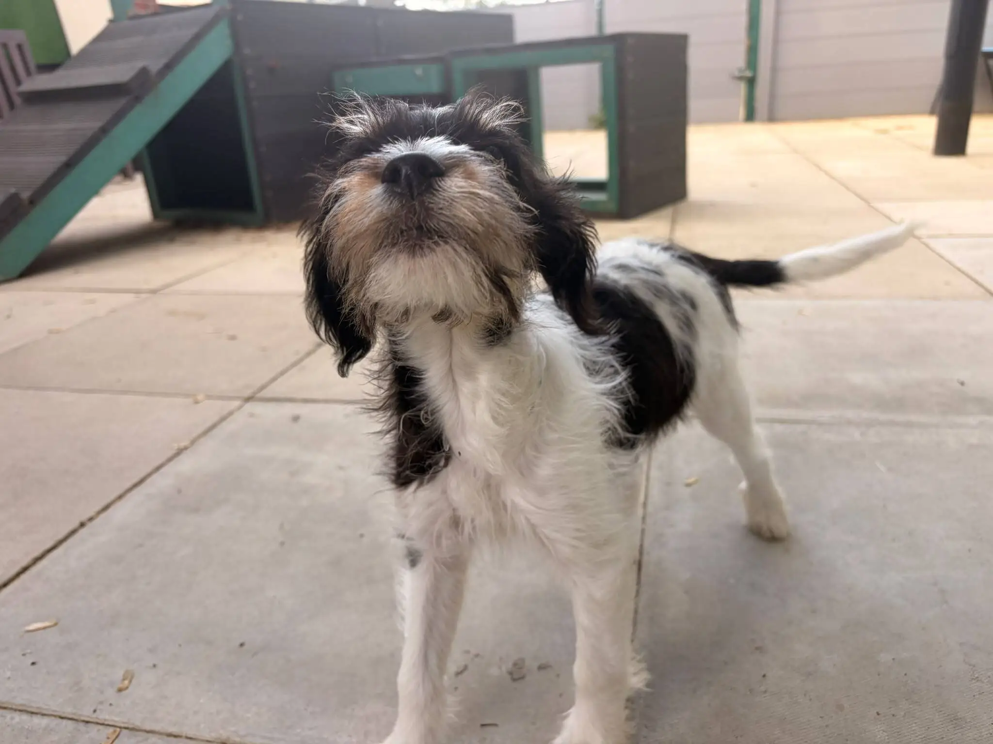 A small, scruffy black and white puppy looking upwards whilst standing on a paved patio.