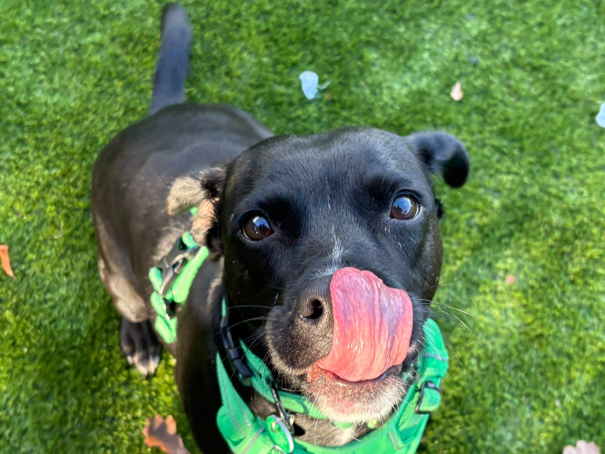 A black dog wearing a green harness licks its nose whilst looking up at the camera.