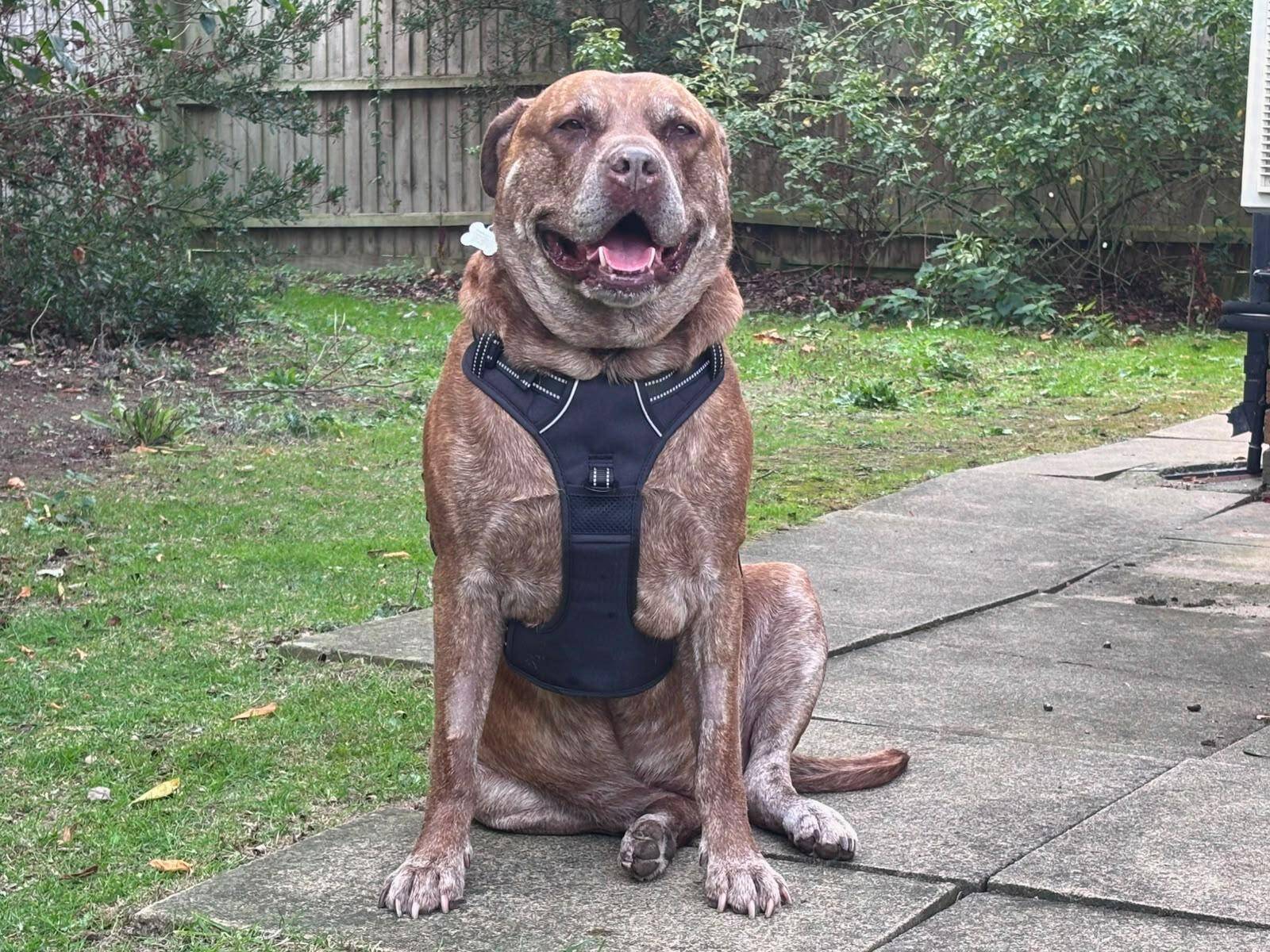 A large brown dog with a white tag on its collar sits on a paved patio wearing a black chest harness.