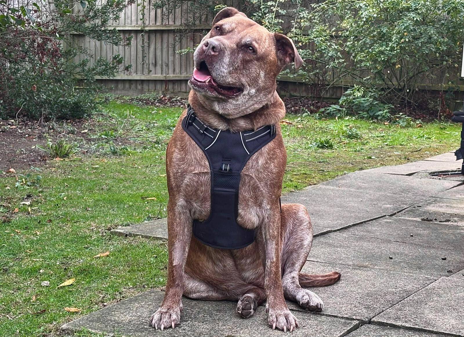 A brown dog wearing a black harness sits on a stone patio in a back garden.
