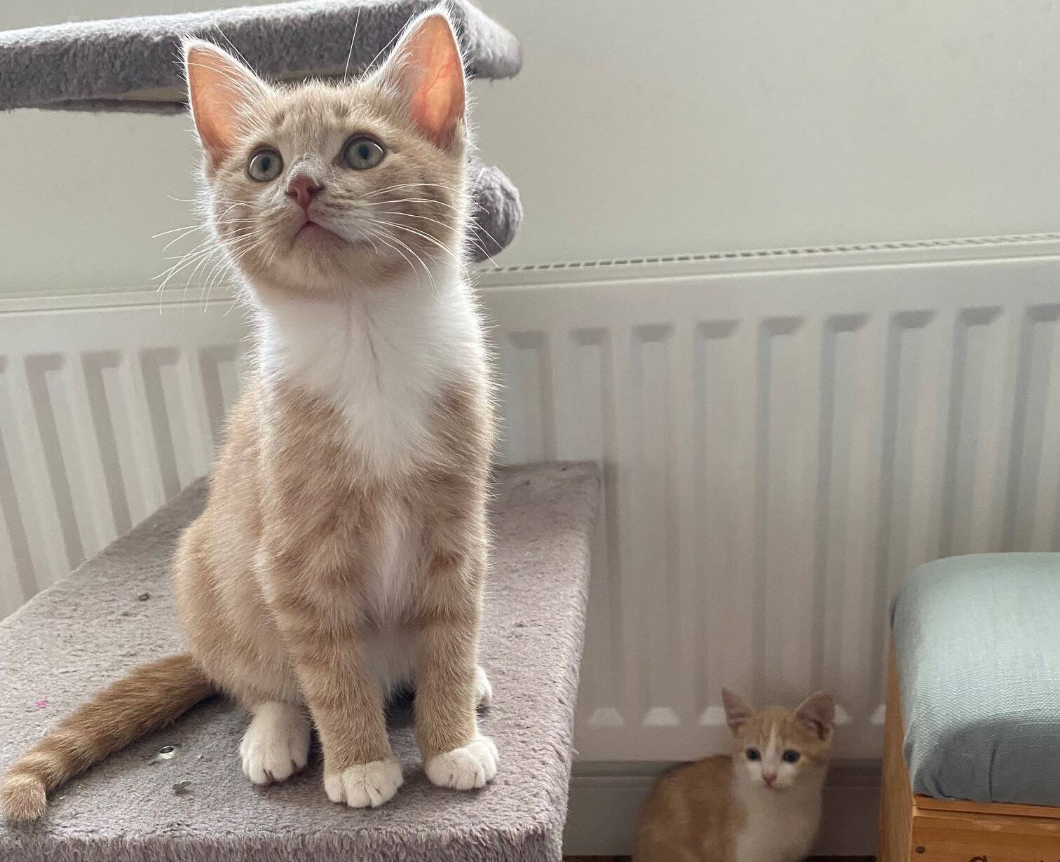 A ginger and white kitten sits on a carpeted cat tree, whilst another smaller kitten sits on the floor nearby.