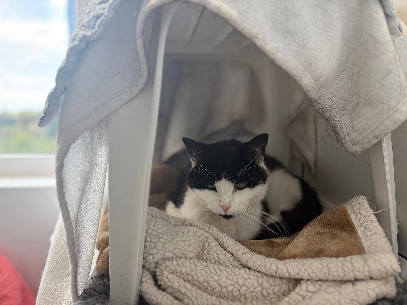 A black and white cat resting on a blanket inside a small covered enclosure.