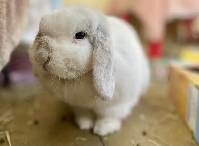 A white lop-eared rabbit sitting on a concrete floor.