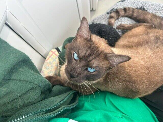 A Siamese cat with bright blue eyes resting on a pile of green clothing.