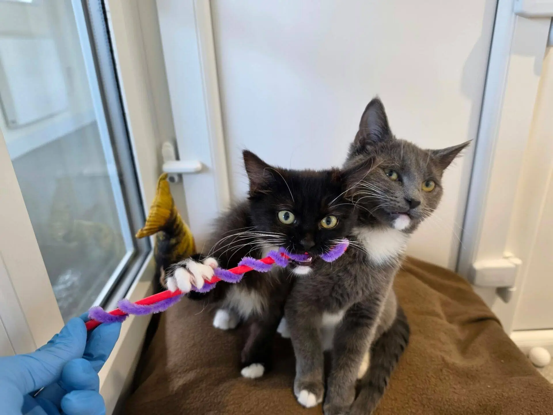 A person in a blue medical glove holds a purple and red pipe cleaner for a black kitten and a grey kitten to play with.