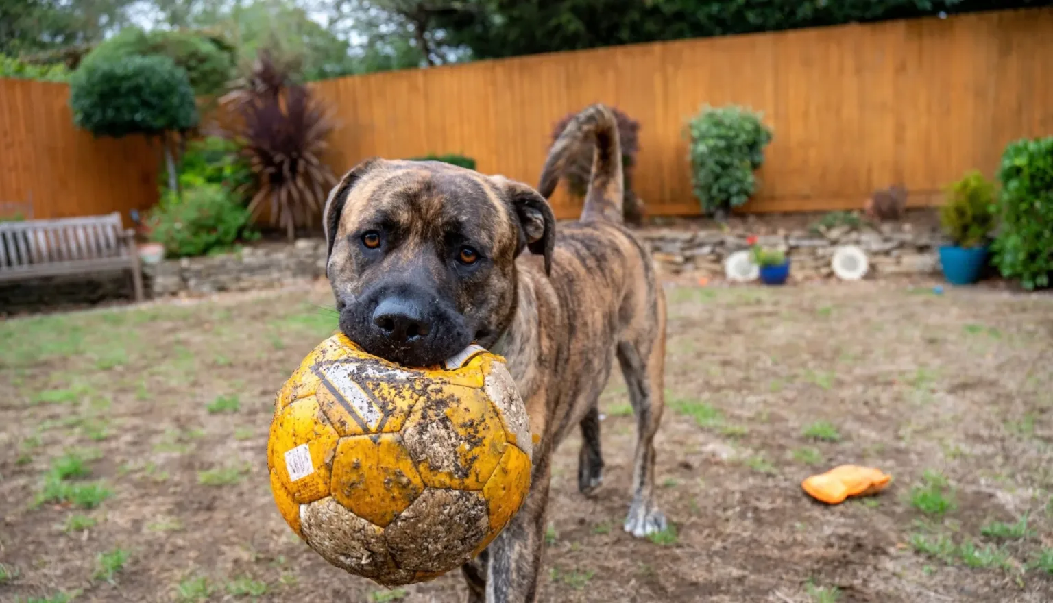 A brindle dog stands in a garden holding a dirty, worn-out yellow football in its mouth, as seen in the Woodgreen email newsletter.