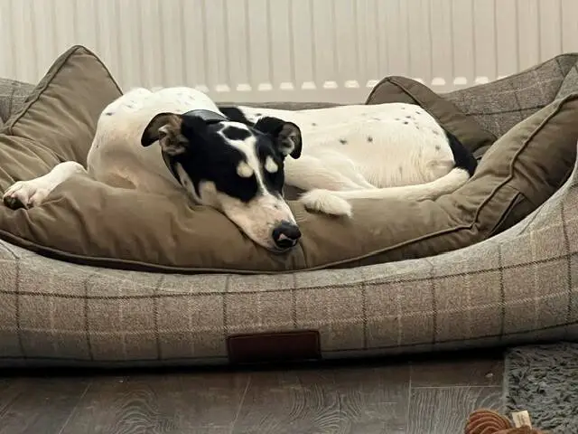 Gomez, a white lurcher with black spots and a black head, rests in a checked dog bed.