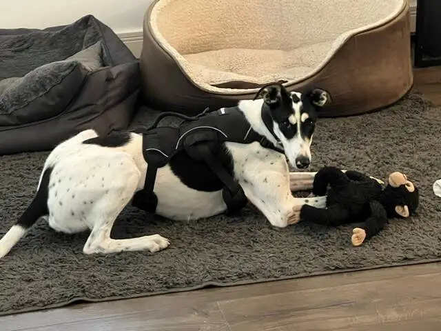 Gomez, a black and white Lurcher wearing a black harness, lies on a rug holding a plush monkey toy.