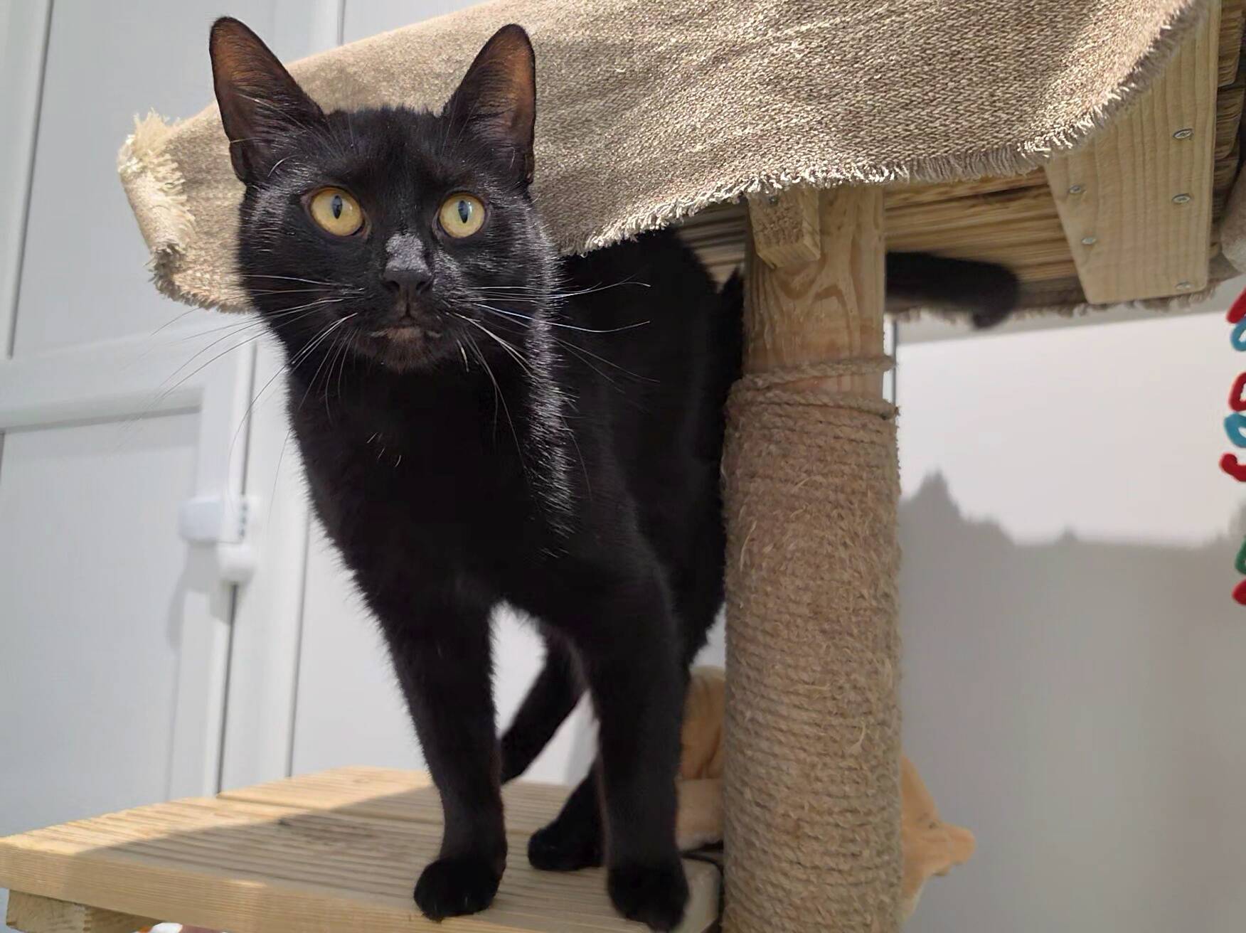 A black cat with yellow eyes standing on a wooden cat tree.
