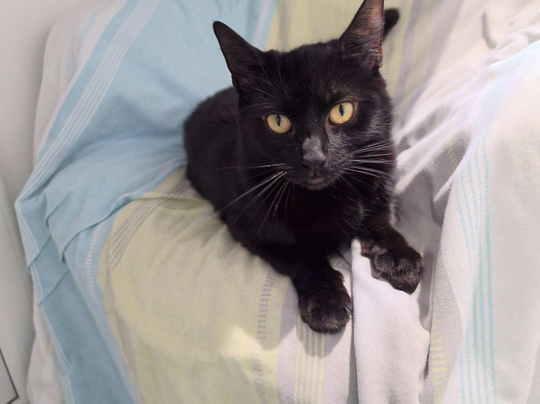 A black cat with yellow eyes resting on a striped rug.