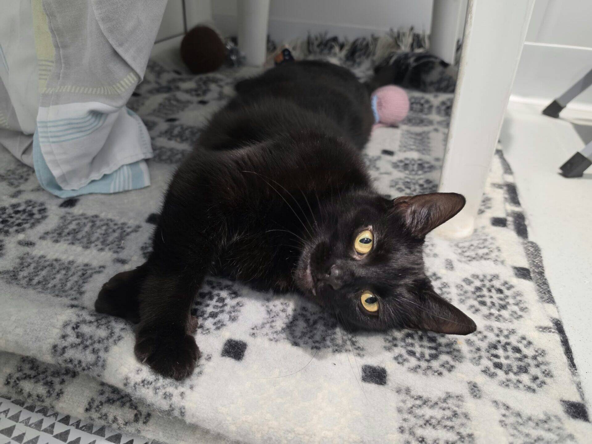 A black cat with yellow eyes lying on a patterned carpet under a table.