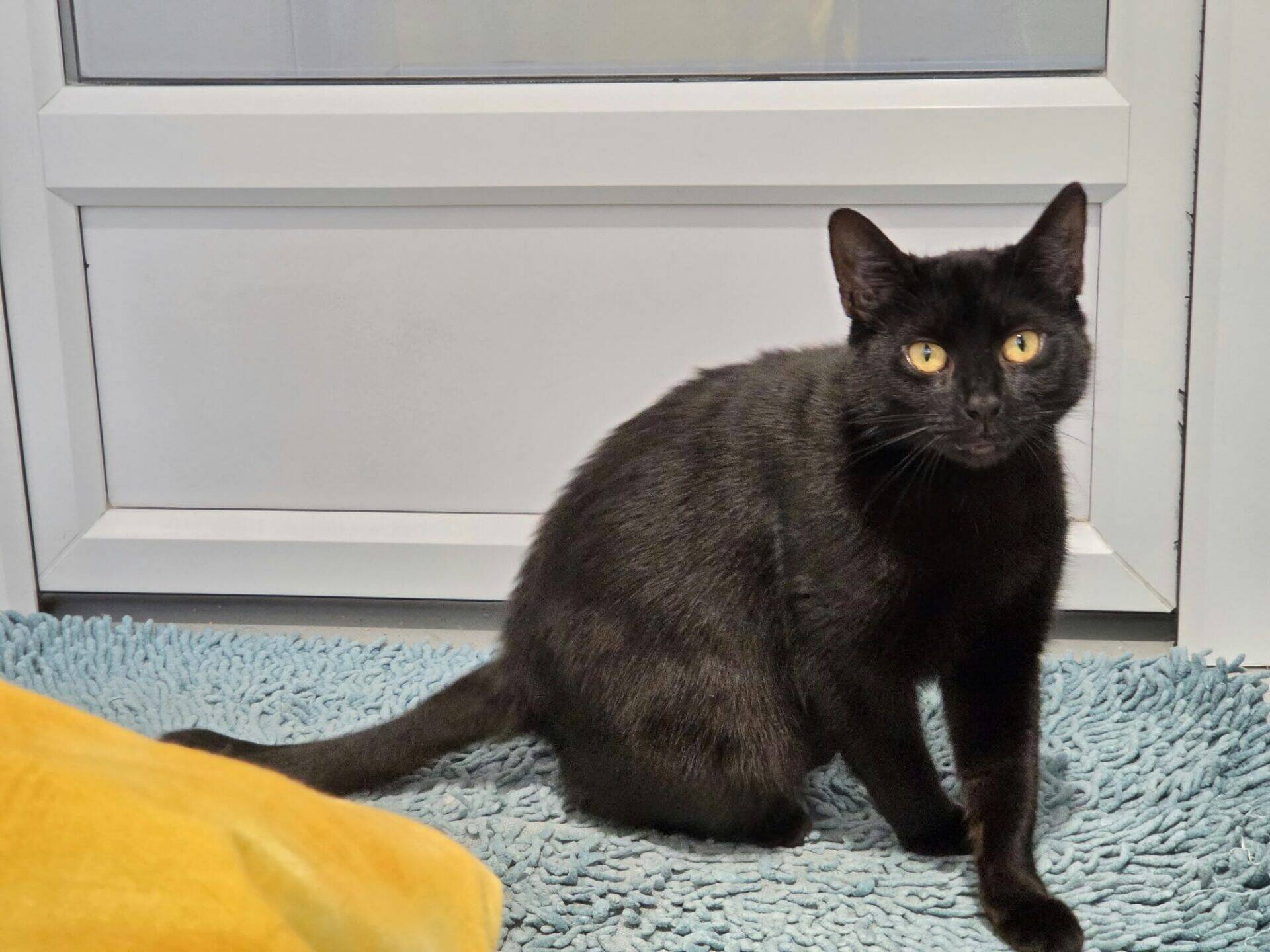 A black cat with yellow eyes sitting on a blue rug in front of a glass door.