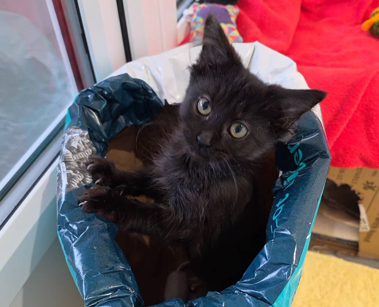 A black kitten sits inside a plastic bag, looking up at the camera.