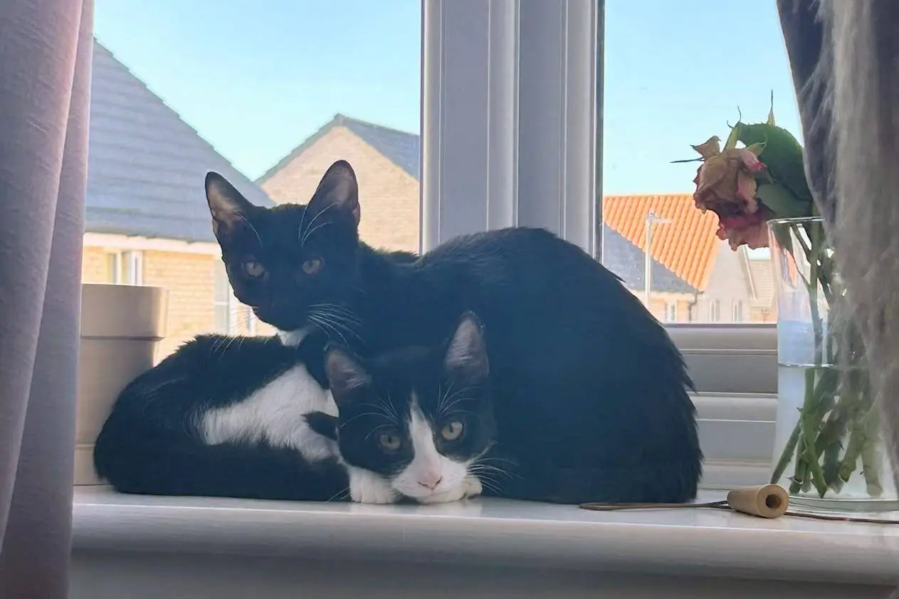 Two tuxedo cats resting together on a windowsill next to a vase with a wilted rose.