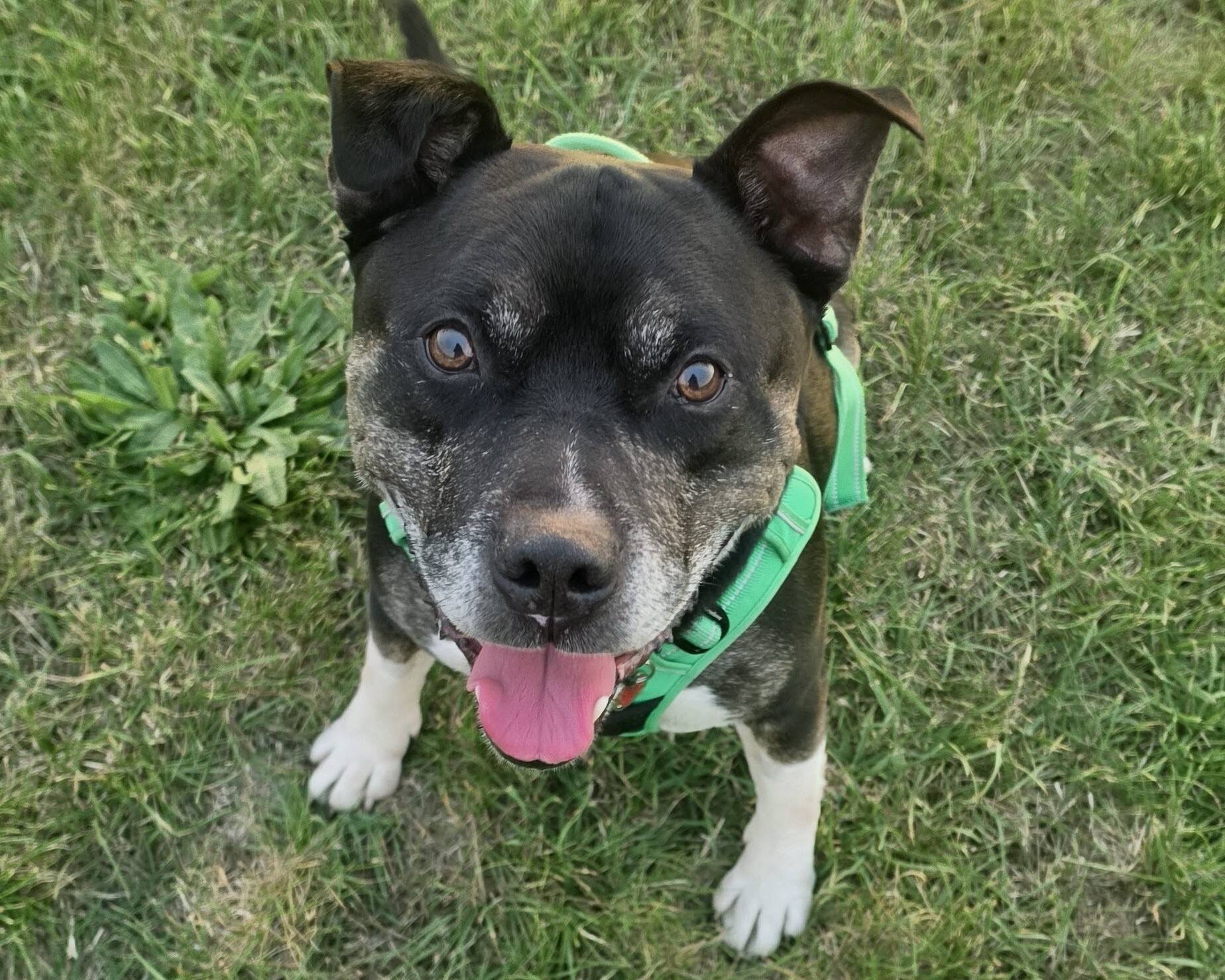A black and white dog with a green harness sits on grass, looking up with its mouth open and tongue out.