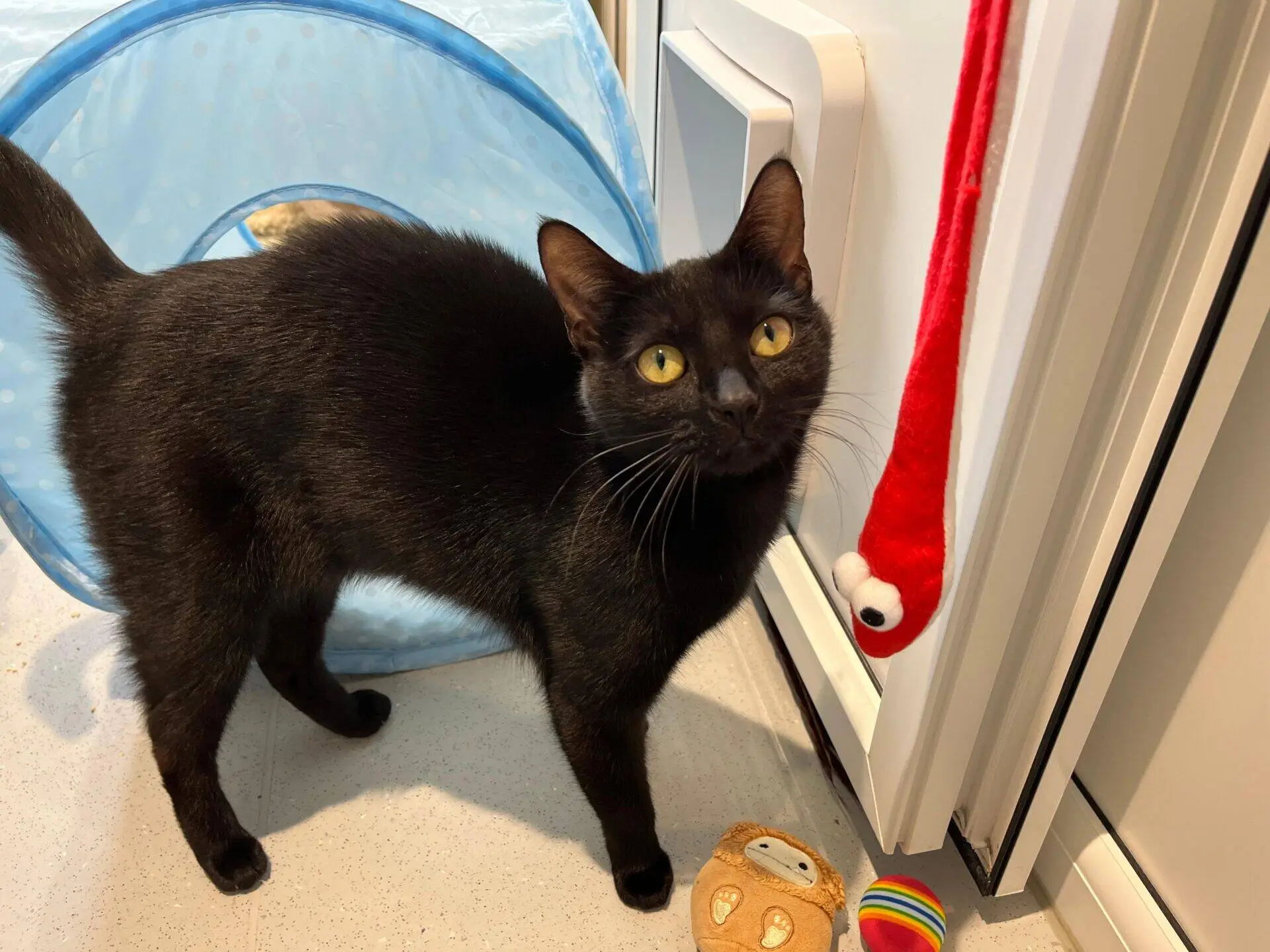 A black cat with yellow eyes stands on a tiled floor near a blue play tunnel, looking up at a red snake-shaped toy hanging from a fridge. Colourful cat toys are scattered on the floor nearby.
