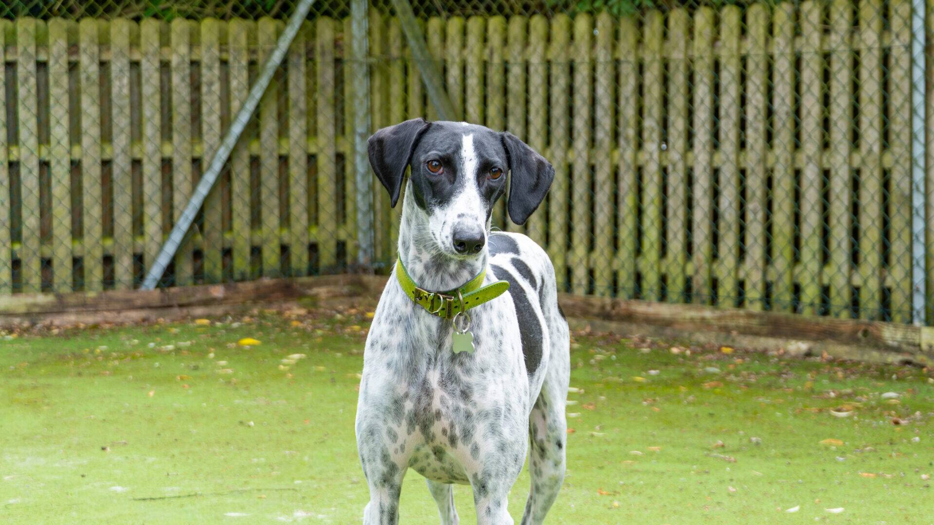 A black and white lurcher with a green collar stands on grass in front of a wooden fence, looking directly at the camera.