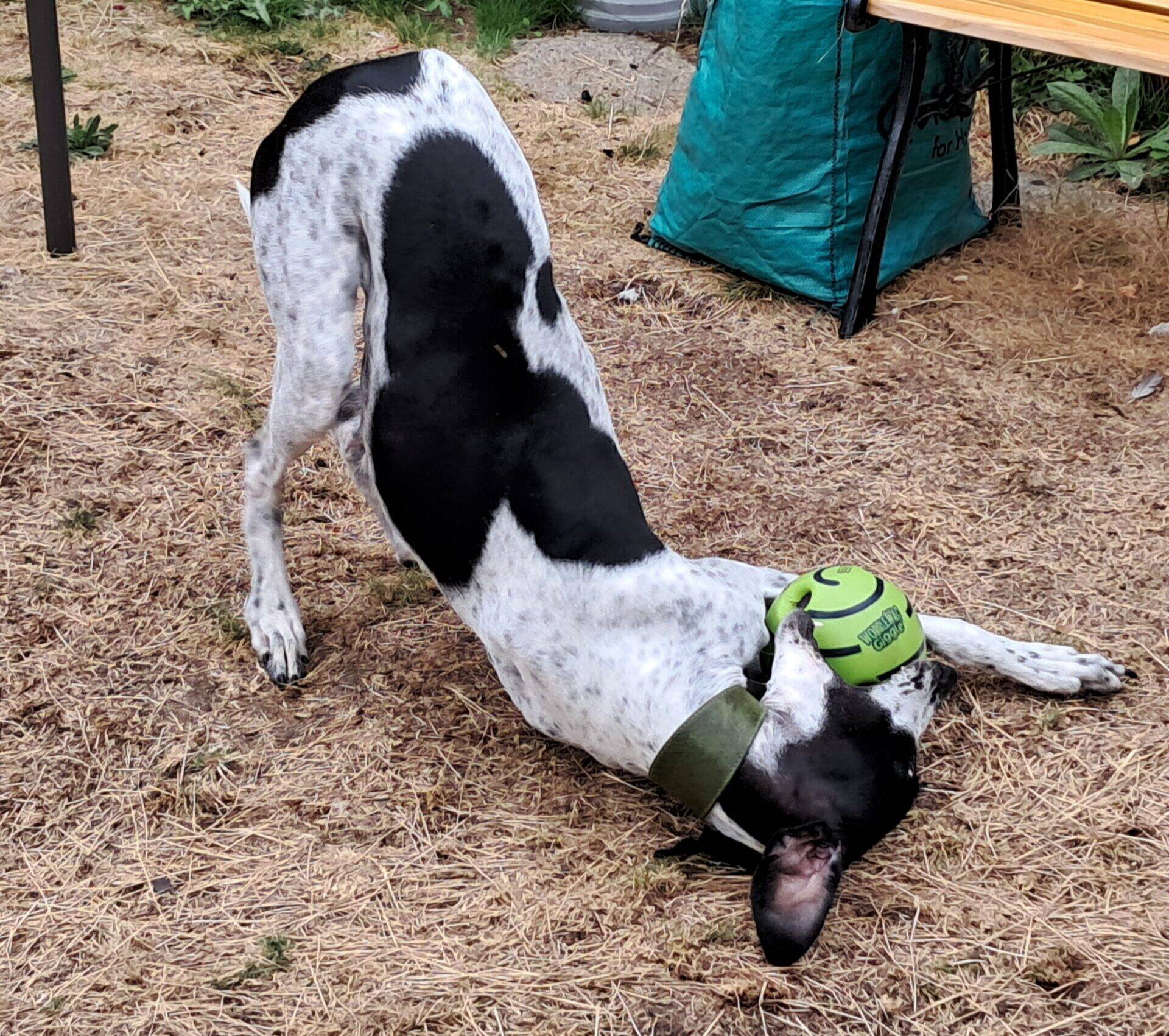 A black and white dog with a green collar is playfully bending down on dry grass, holding a green tennis ball in its mouth near a blue bag and a wooden table.
