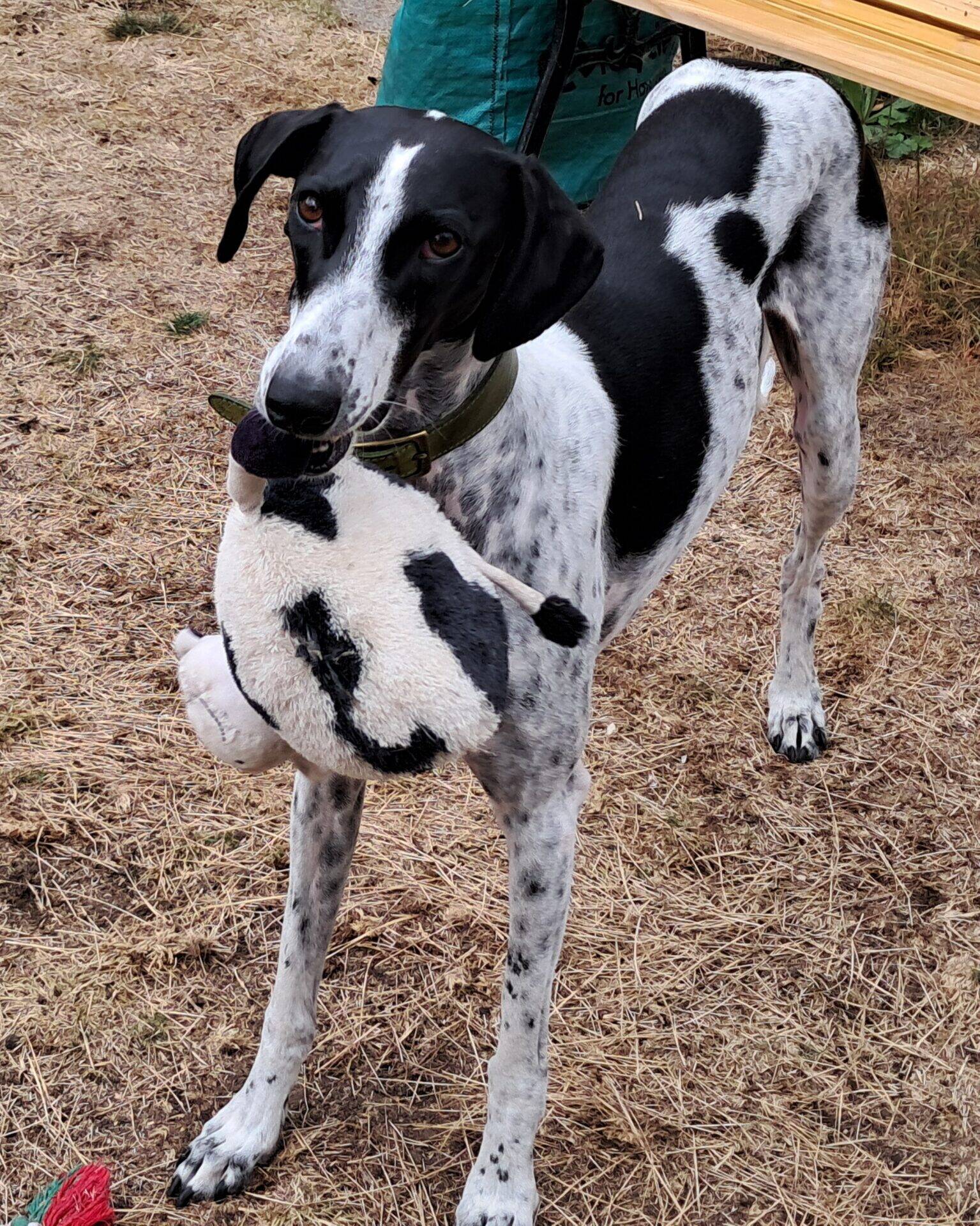 A black and white dog with a green collar stands on dry grass, holding a soft toy in its mouth and looking up at the camera.
