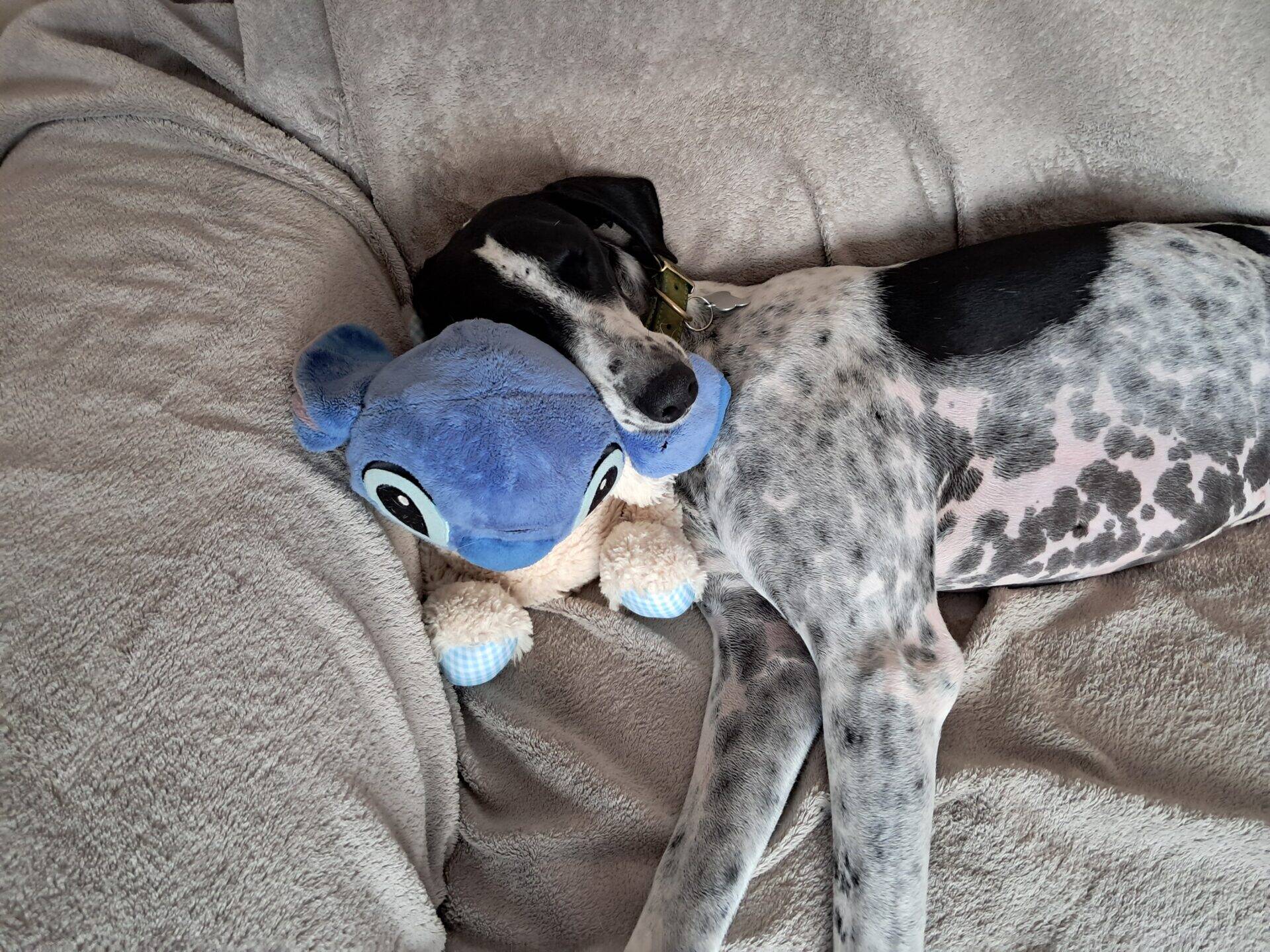 A black and white dog is lying on a beige blanket, resting its head on a blue soft toy that looks like Stitch from the Disney film Lilo & Stitch.