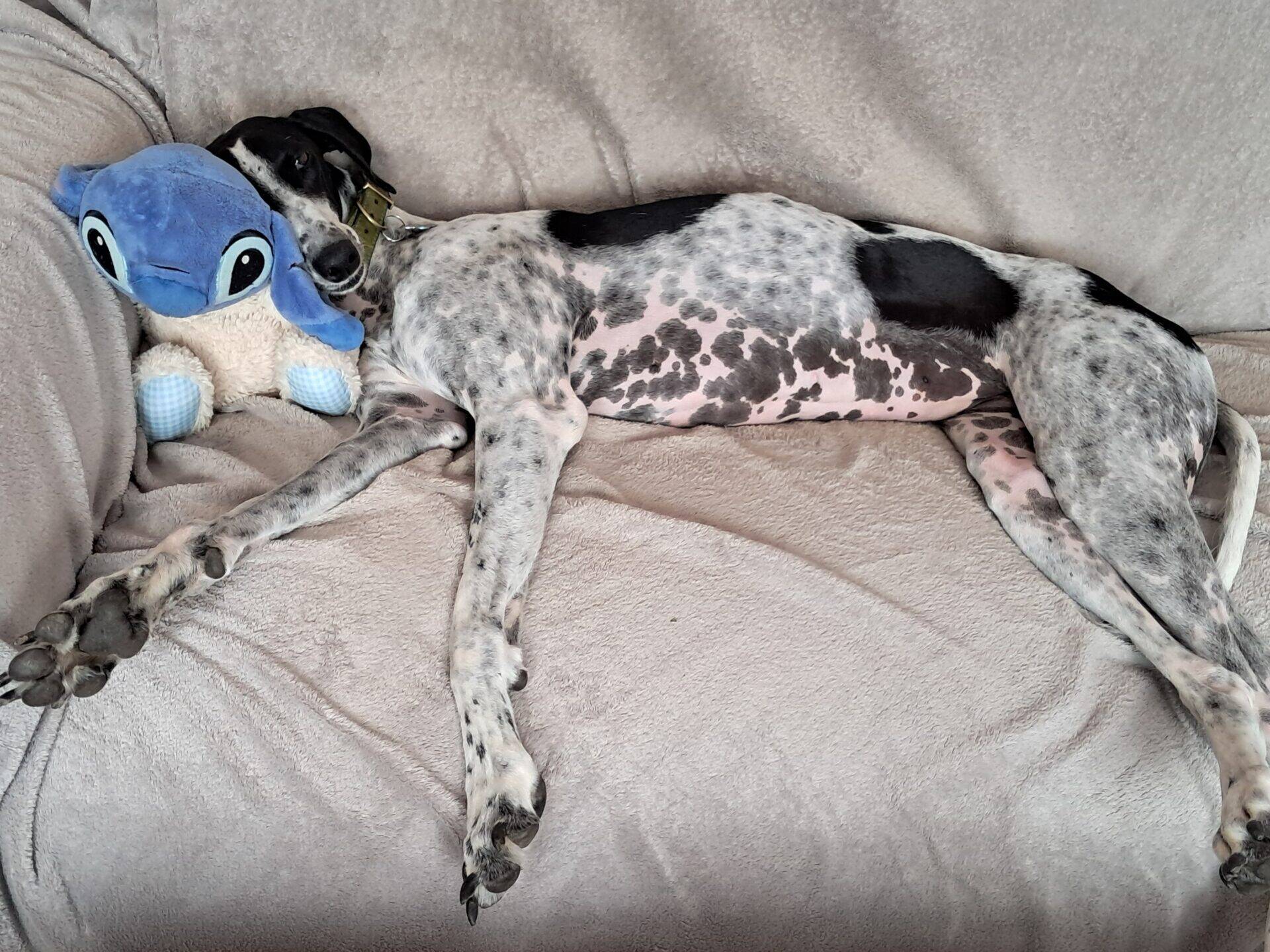 A spotted dog is lying on a beige sofa, stretched out with its head resting on a blue Stitch soft toy, looking relaxed and comfortable.