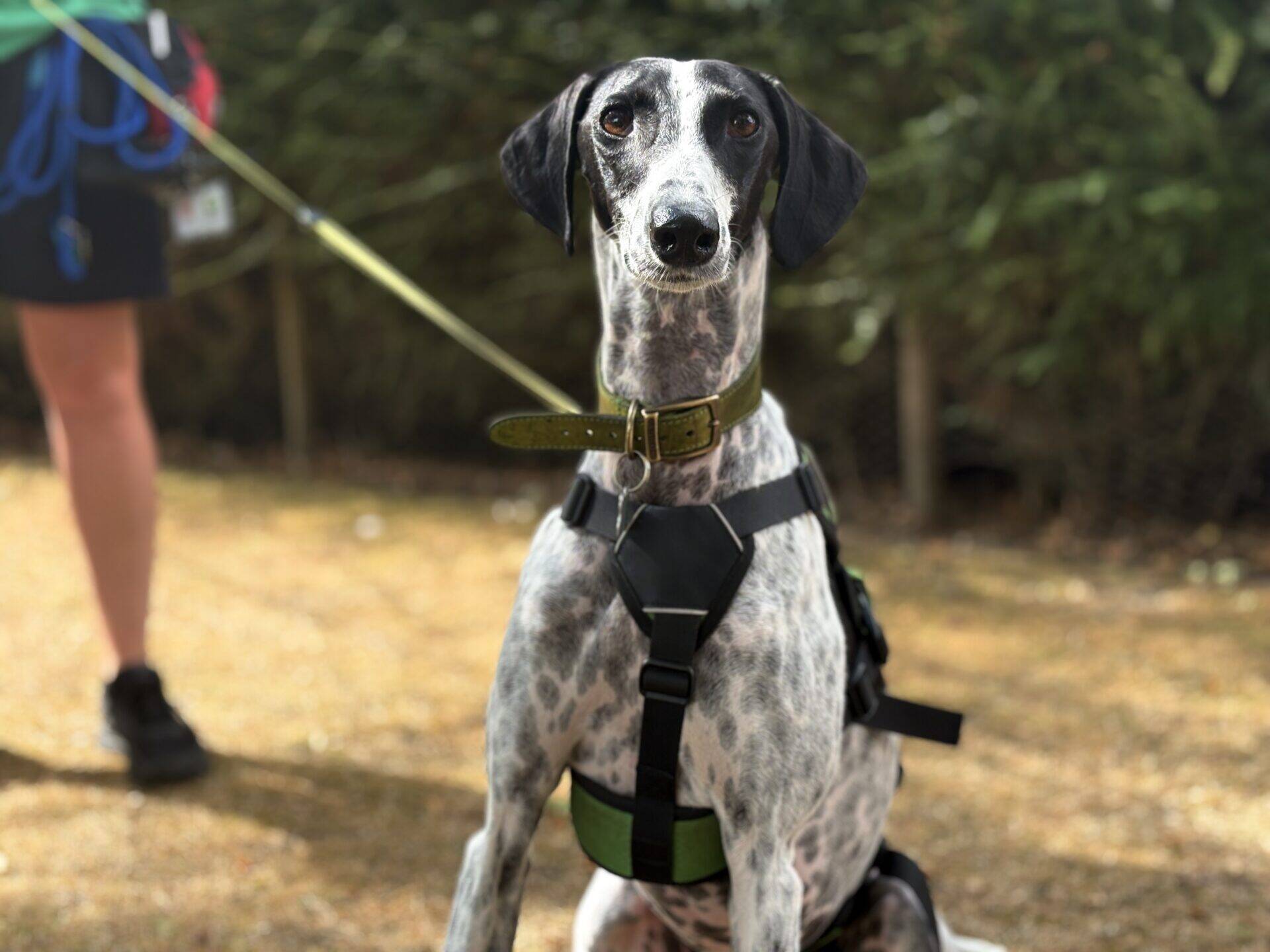 A black and white spotted dog wearing a harness and collar sits on grass, looking at the camera, with a person holding its lead in the background.