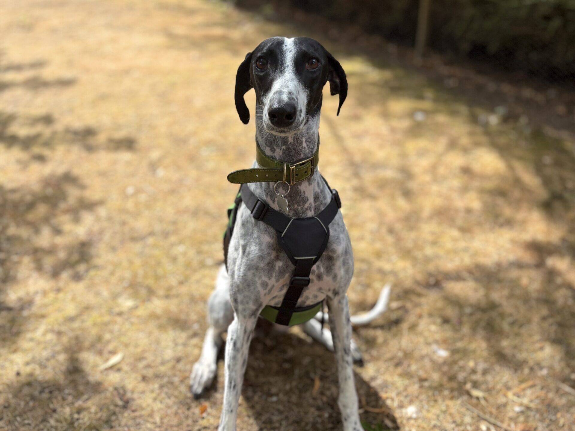 A black and white dog with a green harness sits on dry grass, looking directly at the camera. Sunlight creates soft shadows around the dog.