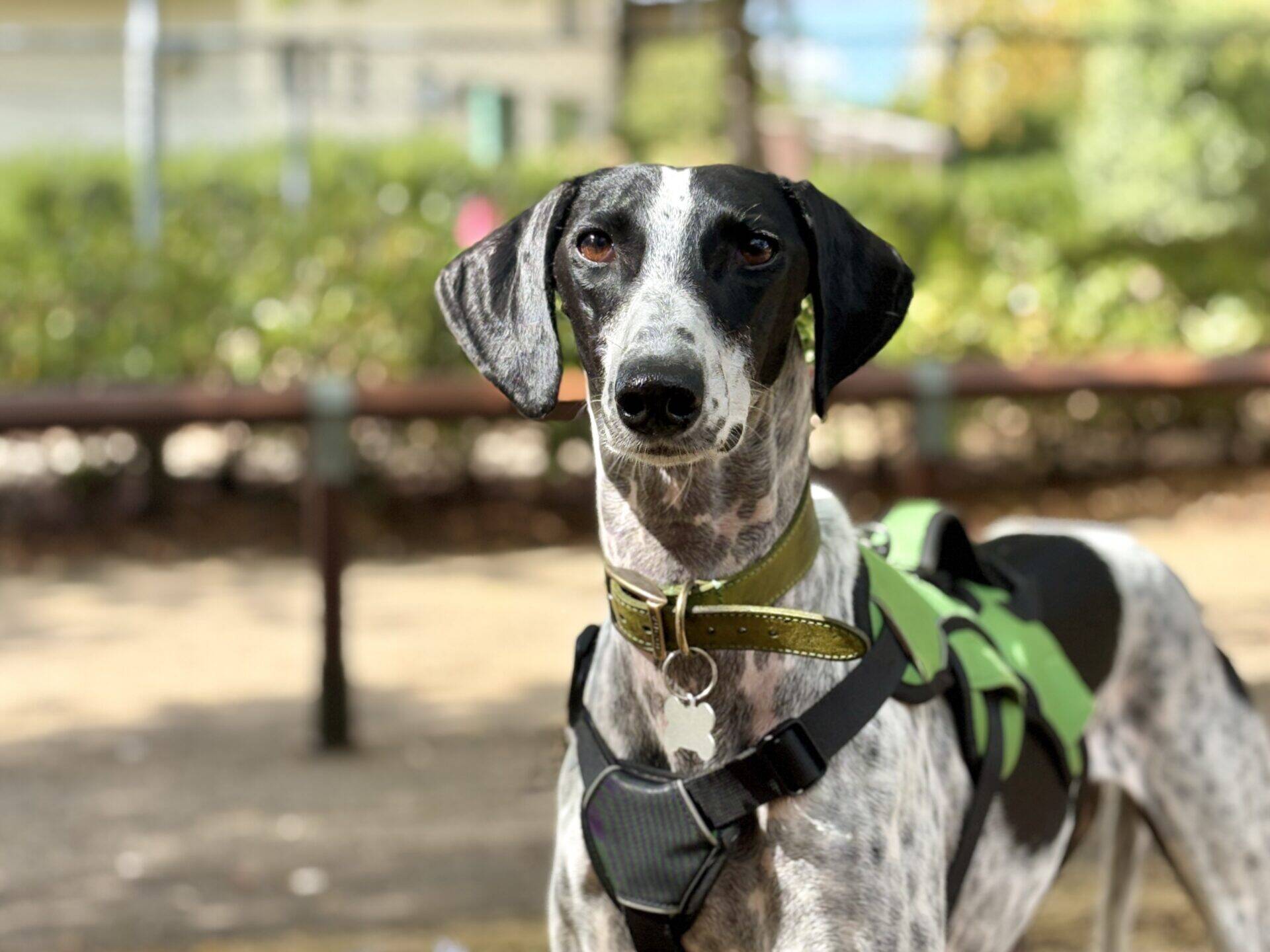 A black and white dog with a green harness stands outdoors, looking at the camera. The background is blurred with greenery and sunlight.