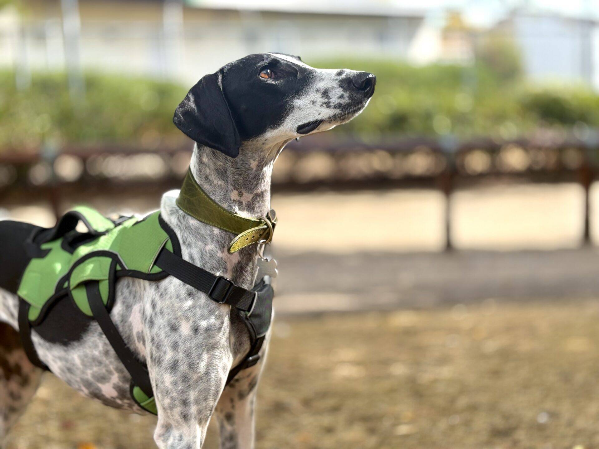 A black and white spotted dog wearing a green harness looks upwards while standing outdoors on a sunny day.