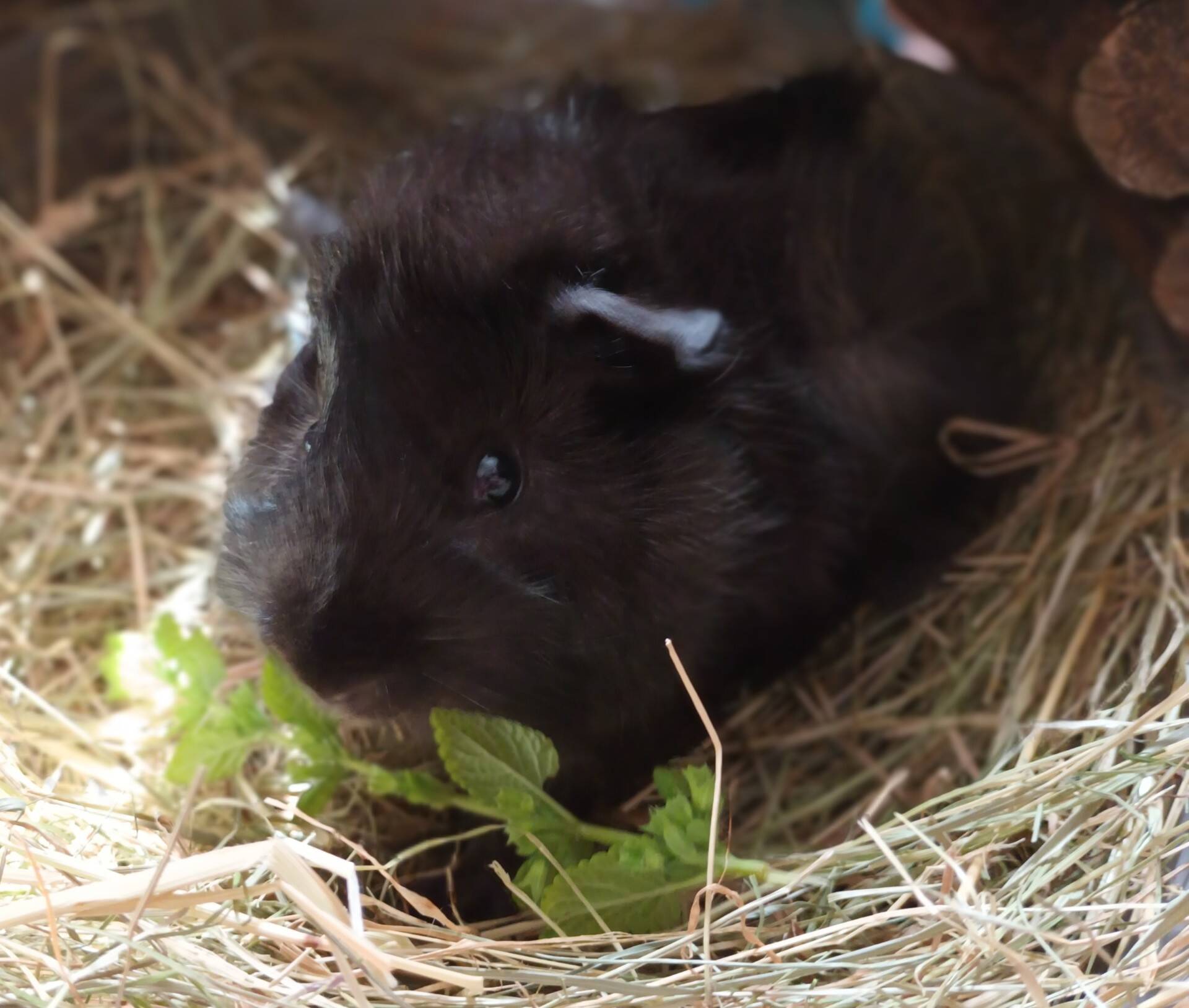 A black guinea pig sits on a bed of hay, nibbling on fresh green leaves, with soft light highlighting its fur.