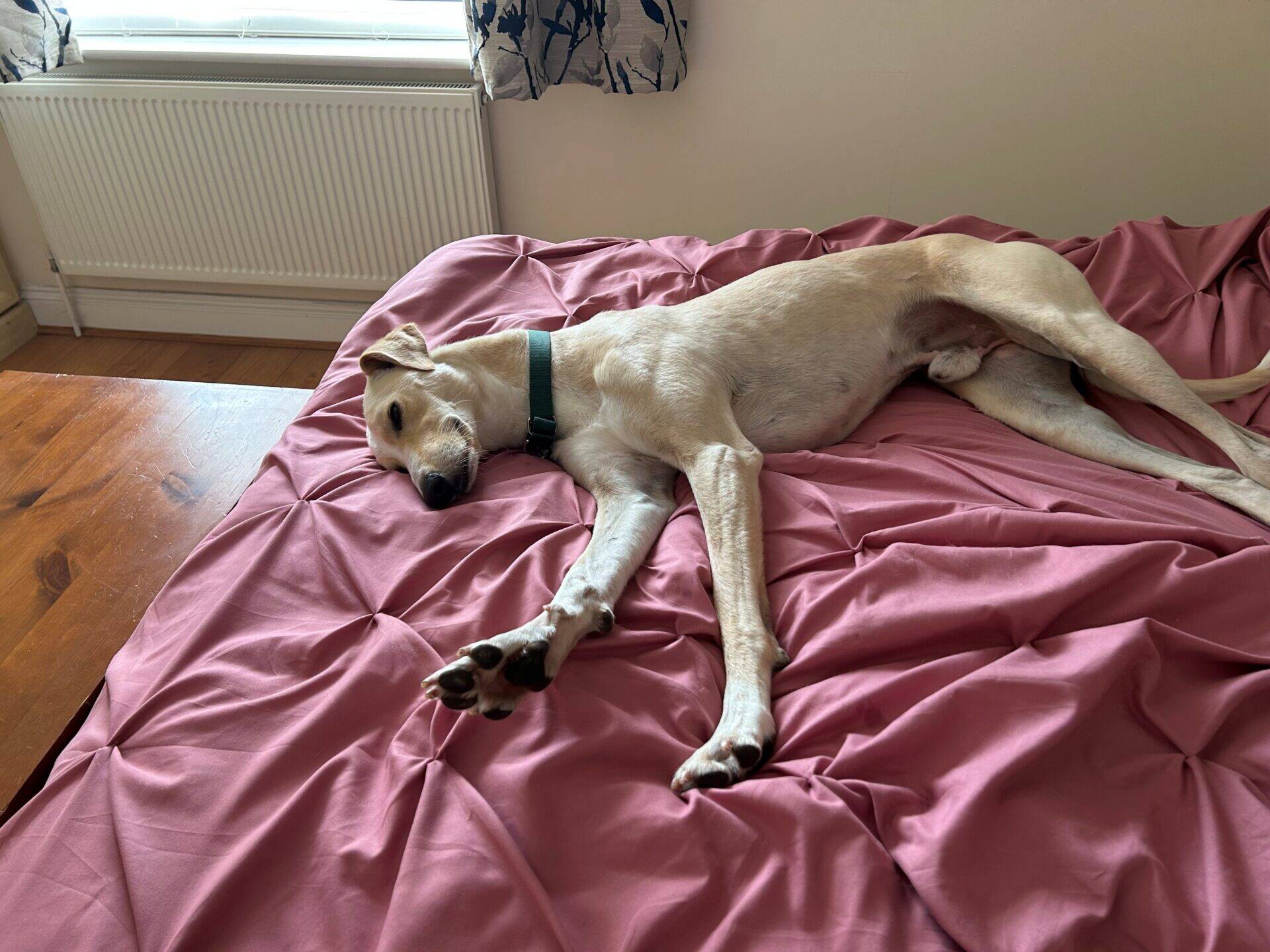 A light-coloured lurcher dog named Mr Chips, wearing a green collar, is lying stretched out on a pink, textured bedspread in a softly lit bedroom.